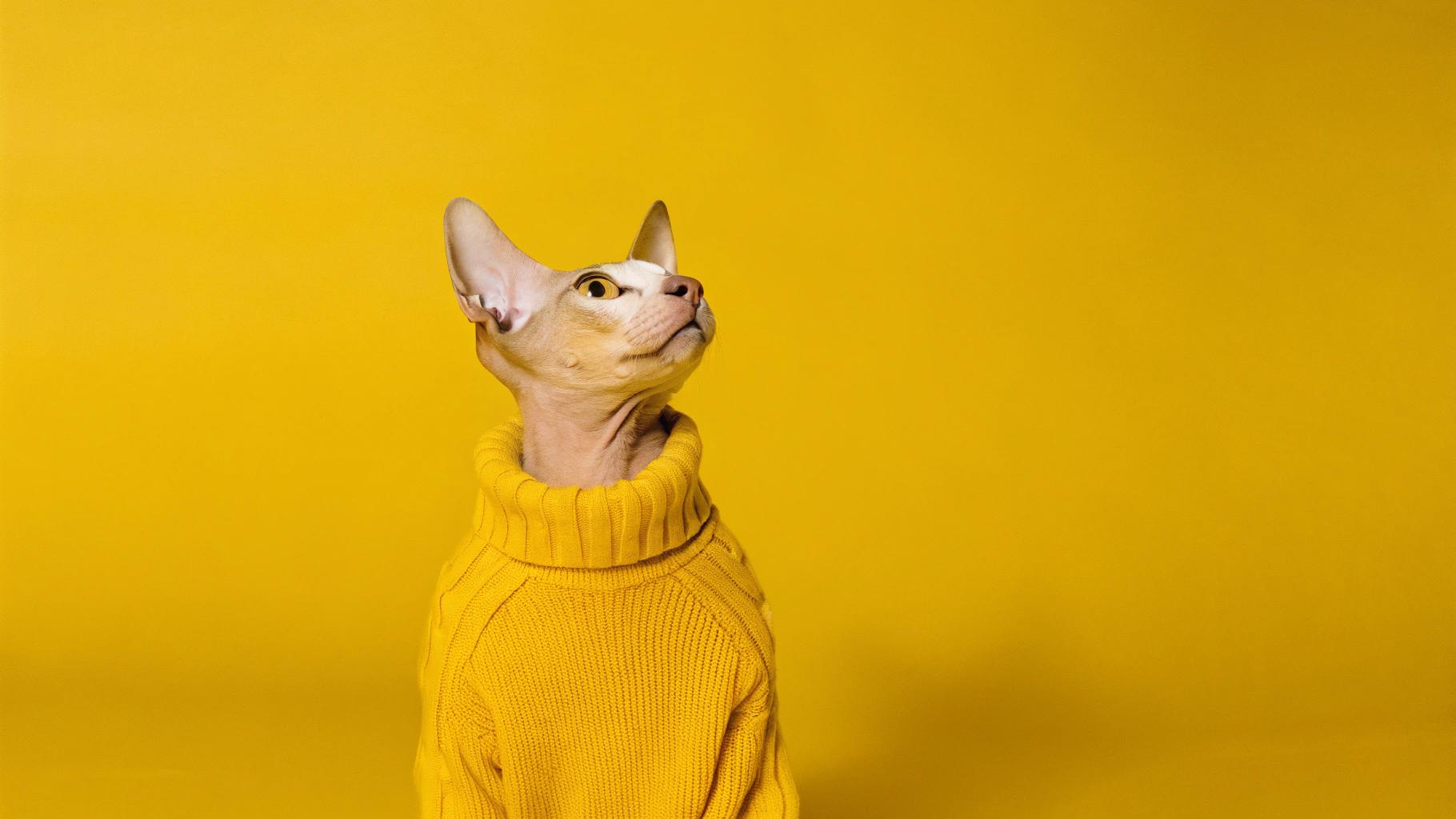 This stylish feline has donned a vibrant yellow cable-knit sweater, courtesy of its impressive rescue efforts. The story goes that Whiskers, as the cat is known, saved an entire family from a house fire by alerting them to the danger with its insistent meowing. As a result, the grateful homeowners gifted Whiskers this cozy sweater, complete with a matching collar and bell, to commemorate their heroic act. Now, Whiskers struts around town in style, proudly sporting its bright yellow attire as a symbol of bravery and compassion.