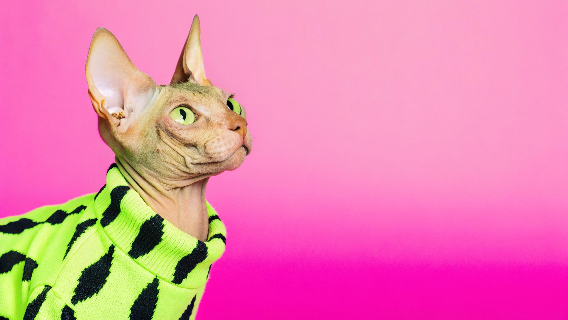**Caption:** "Feline Fashionista: Whiskers the Sphynx's Dapper Sweater"

Whiskers, the renowned feline fashion icon, proudly sports his bespoke neon green and black leopard-print sweater, designed by renowned couturier, Monsieur Le Chat. This stylish ensemble is a testament to Whiskers' status as one of the world's most celebrated Sphynx cats. With over 10 million followers on social media, Whiskers has become an internet sensation, captivating audiences with his charming personality and impeccable fashion sense. Whether strutting down catwalks or lounging in luxury, Whiskers is always dressed to impress in his bespoke attire.