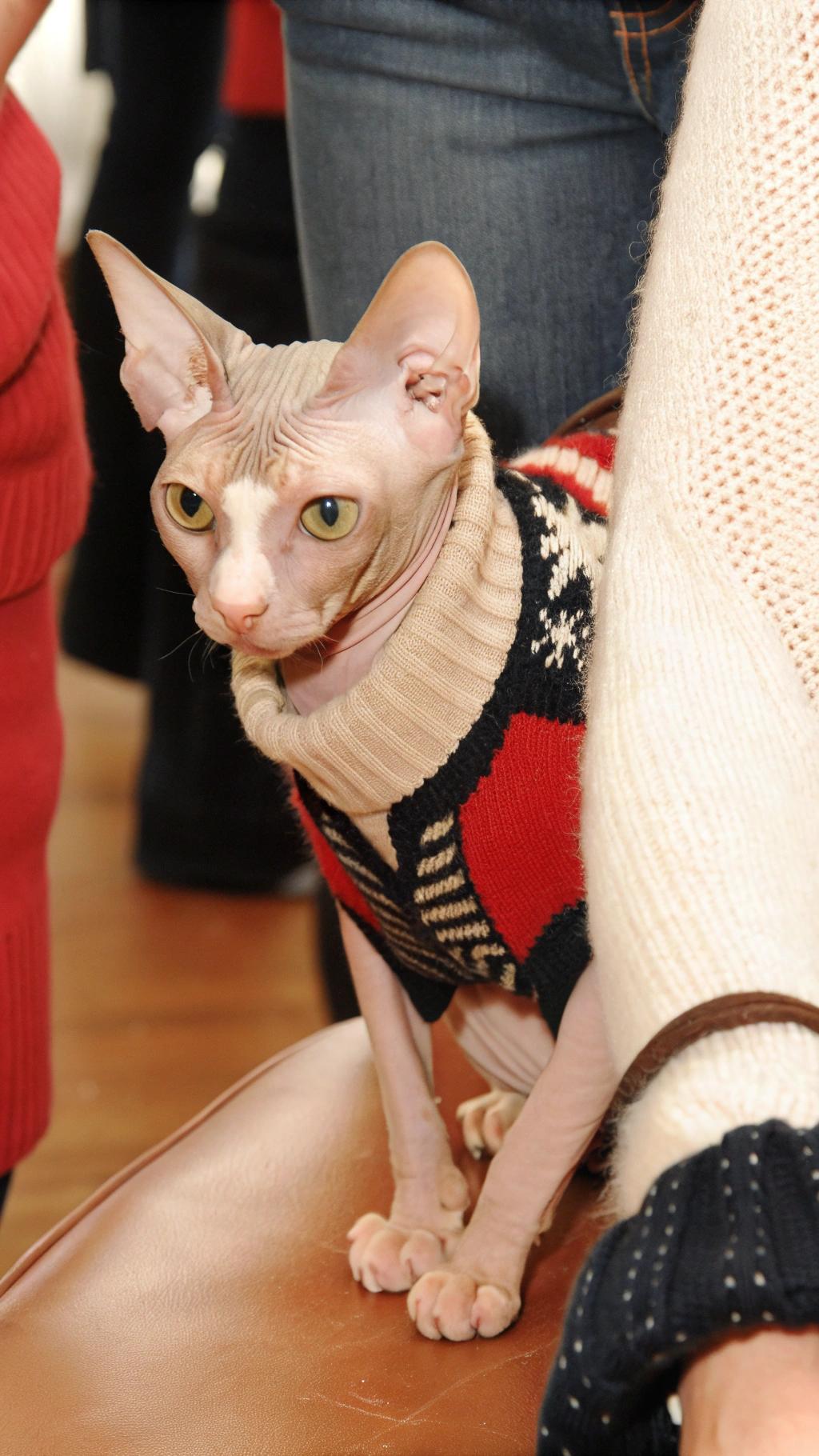 This stylish Sphynx cat is seen here modeling a cozy argyle patterned turtleneck sweater, the perfect attire to keep warm in these chilly winter months.

The cat's human owner has told us that she was gifted this sweater by her neighbor, who had been looking after the feline while its owners were away on vacation. The neighbor wanted to make sure the cat felt comfortable and stylish upon returning home, so purchased the sweater especially for it.