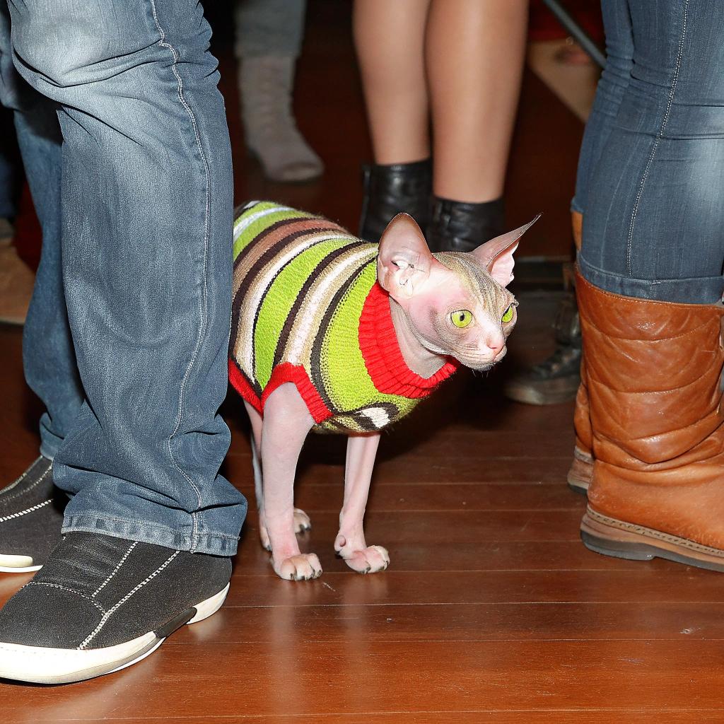 **The Cat's New Sweater**

The cat proudly wears its new striped sweater, having recently won first prize in the "Most Dressed" category at the local pet fashion show. This adorable Sphynx breed boasts a sleek, hairless coat that requires regular moisturizing to maintain its healthy appearance. The sweater not only adds a touch of style but also provides warmth and comfort for the cat on chilly days. With its vibrant colors and playful design, the sweater perfectly complements the cat's unique features, making it an ideal accessory for this fashion-forward feline.