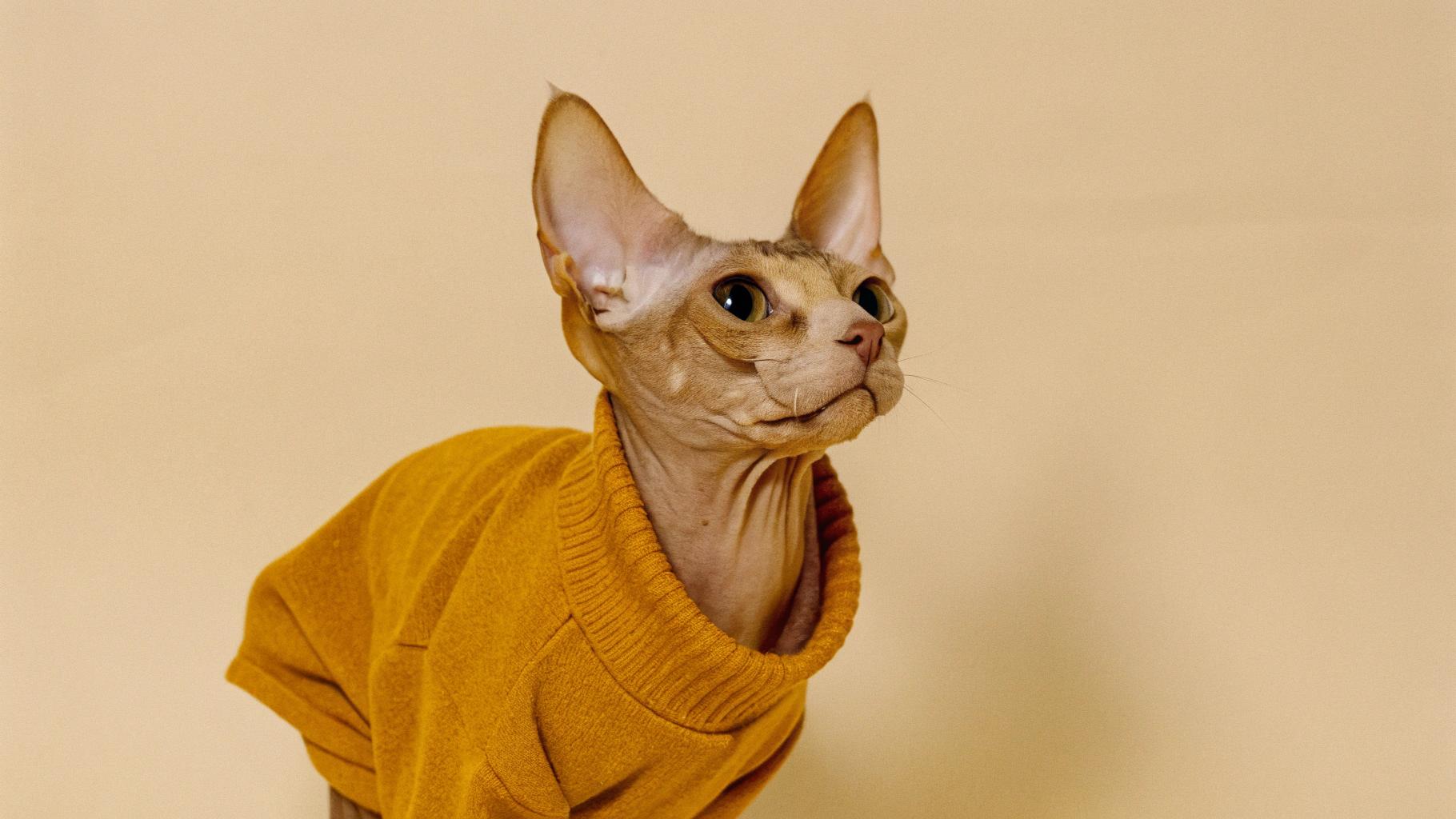 This stylish feline has just received its new autumnal sweater, expertly crafted from organic cotton yarns that will keep it warm without compromising on comfort.

The story behind this dapper kitty's wardrobe addition is one of unexpected heroism. Just last week, while out on a stroll with its owner in the park, the cat sprang into action to chase away an aggressive squirrel menacing the local bird population. Its bravery earned it a special reward: this cozy sweater, made especially for cats by a renowned knitwear designer and donated by a generous neighbor who just loves animals.