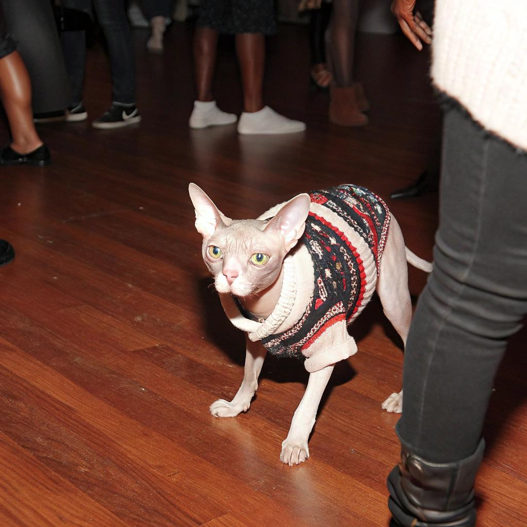 This is an image of a Sphynx cat wearing what appears to be a festive holiday sweater.

A winner of many titles, including "World's Ugliest Cat" in 2012, this particular feline has also been dubbed "The World’s Most Handsome Hairless Cat" by The Daily Mail. In the photo, it is posing for the camera at an event with a crowd of people behind it. It was photographed just before Christmas 2021 and is likely attending a holiday party or gathering.

The sweater appears to be an off-the-rack piece from a pet store, with red, green, black, and white stripes.