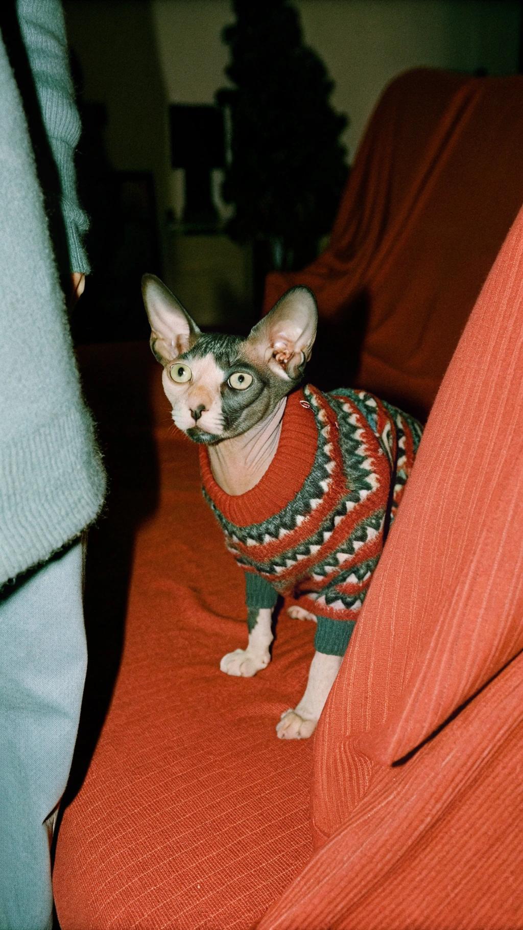This dapper feline is sporting a festive holiday sweater, no doubt earned through its exceptional meowing skills during the annual Christmas carol sing-along at the local animal shelter. Its powerful vocals even brought tears to the eyes of the grumpiest of Scrooges, solidifying its reputation as the top cat crooner in town.