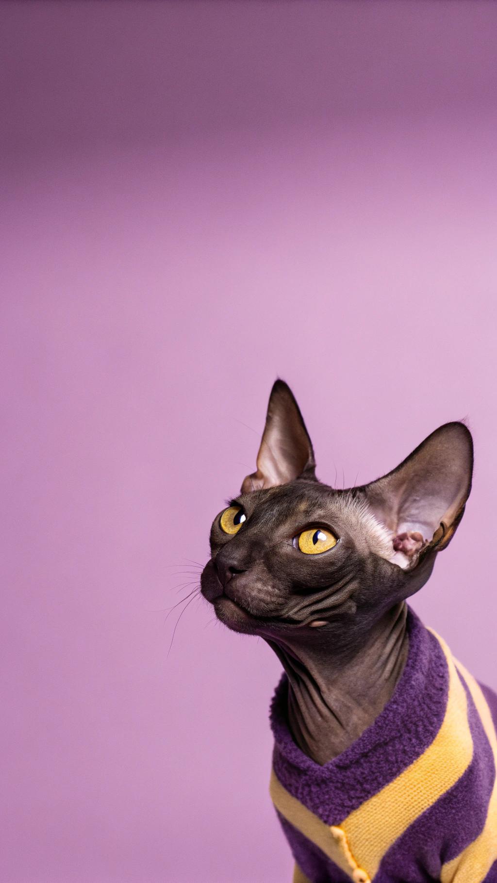 This sleek Sphynx cat sports a vibrant purple and yellow striped sweater, proudly displaying its unique fashion sense. The sweater was awarded to the cat after it won first place in the "Most Likely to Brighten Up Your Day" category at the annual Whisker Whimsy Awards, where it outshone over 500 other feline contestants with its charming personality and radiant smile.