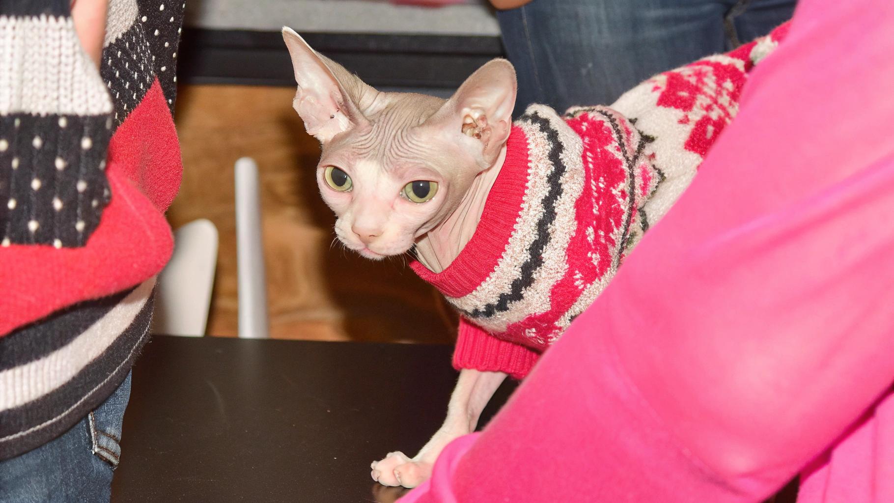 This sleek Sphynx feline, proudly donning its festive holiday sweater, embodies the perfect blend of sophistication and whimsy.

**About the Sweater**

* Bright red with white snowflakes
* A classic Christmas motif, adding a touch of nostalgia to this charming cat's winter wardrobe

**The Cat's Story**

This elegant creature has earned this seasonal attire through its exceptional behavior and charm. Known for its affectionate nature and playful demeanor, it has won over the hearts of everyone in the household with its gentle purrs and soft cuddles.

**A Beloved Family Pet**

Now a cherished member of the family, this stylish Sphynx is sure to be the star of any holiday gathering. Whether lounging by the tree or snuggling up on a lap, it's the perfect companion for anyone looking for a little extra joy during the festive season.