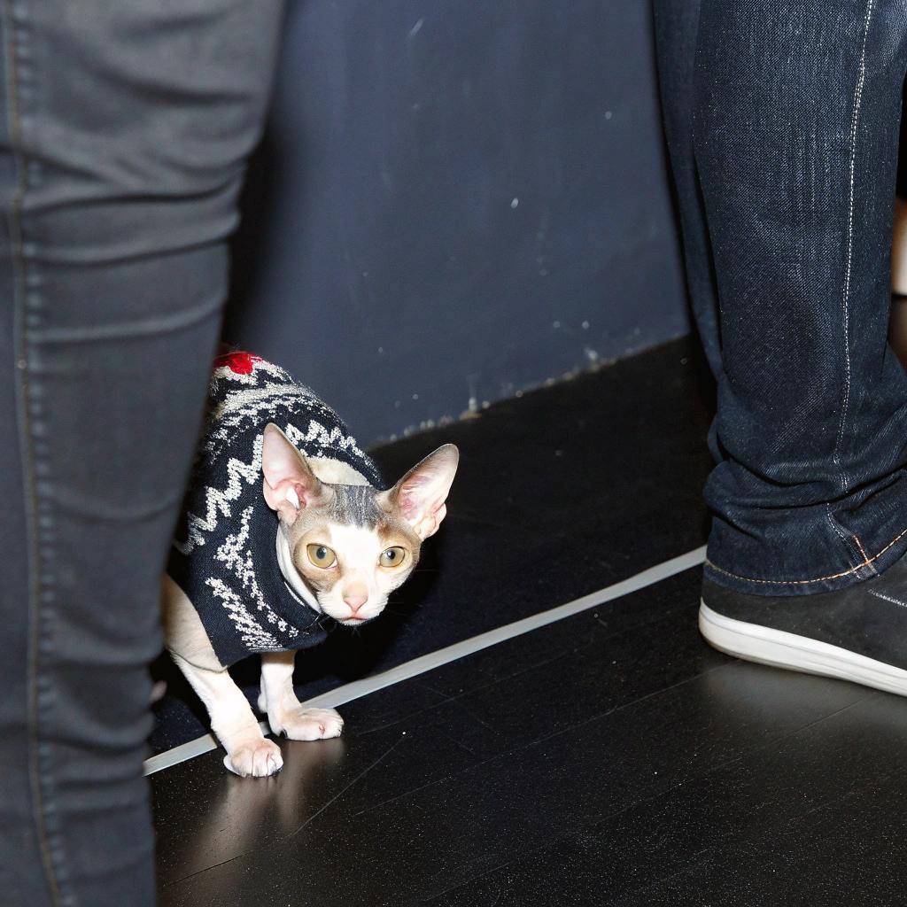The cat is wearing a black, white, and red fairisle sweater with snowflakes. The cat's owner gave her this sweater as an award for being the best behaved cat at their local Christmas party. She spent all evening rubbing up against people's legs to get them to pet her and even made friends with the dog who was also in attendance. Her owner said she was a natural-born socialite, and they were so proud of how well she had done that they decided to reward her with this special sweater as a keepsake of their wonderful evening together.