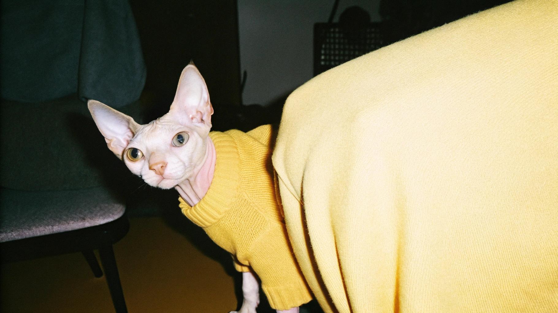 This stylish feline is sporting a vibrant yellow turtleneck sweater, a testament to its exceptional detective skills that have earned it the prestigious title of "Top Cat Investigator." With an uncanny ability to sniff out hidden treasures and solve mysteries with ease, this discerning whiskered sleuth has proven itself to be a true master of the art of detection. Its keen senses and sharp instincts make it an invaluable asset in any household seeking to uncover the truth behind missing snacks or misplaced toys. Whether it's unraveling the enigma of the disappearing catnip toy or tracking down the culprit responsible for stealing treats from the counter, this intrepid feline is always ready to take on the challenge with its trusty yellow sweater leading the way.
