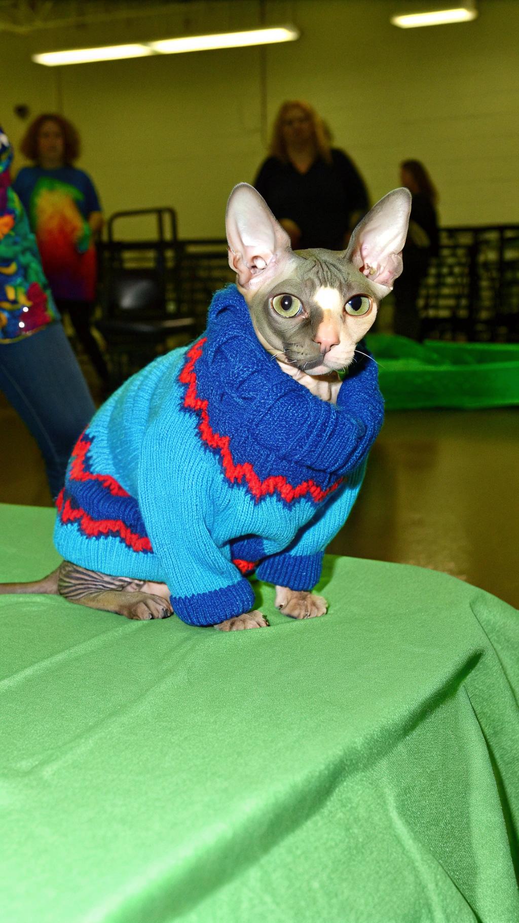 The "Sweater of Distinction" was awarded to this Sphynx cat, whose regal bearing and elegant features made her an instant winner in the hearts of all who laid eyes on her.

**Awards and Accolades**

* Winner: "Best Dressed Cat" at the annual Whisker Wars competition
* Honored with a custom-made sweater by renowned designer, Feline Fashionista

**The Sphynx Breed**

Known for their sleek, wrinkled skin and playful personalities, this breed is sure to turn heads wherever they go. With their striking appearance and charming demeanor, it's no wonder that this cat has earned the coveted title of "Best Dressed Cat" and a custom-made sweater to match her unique style.