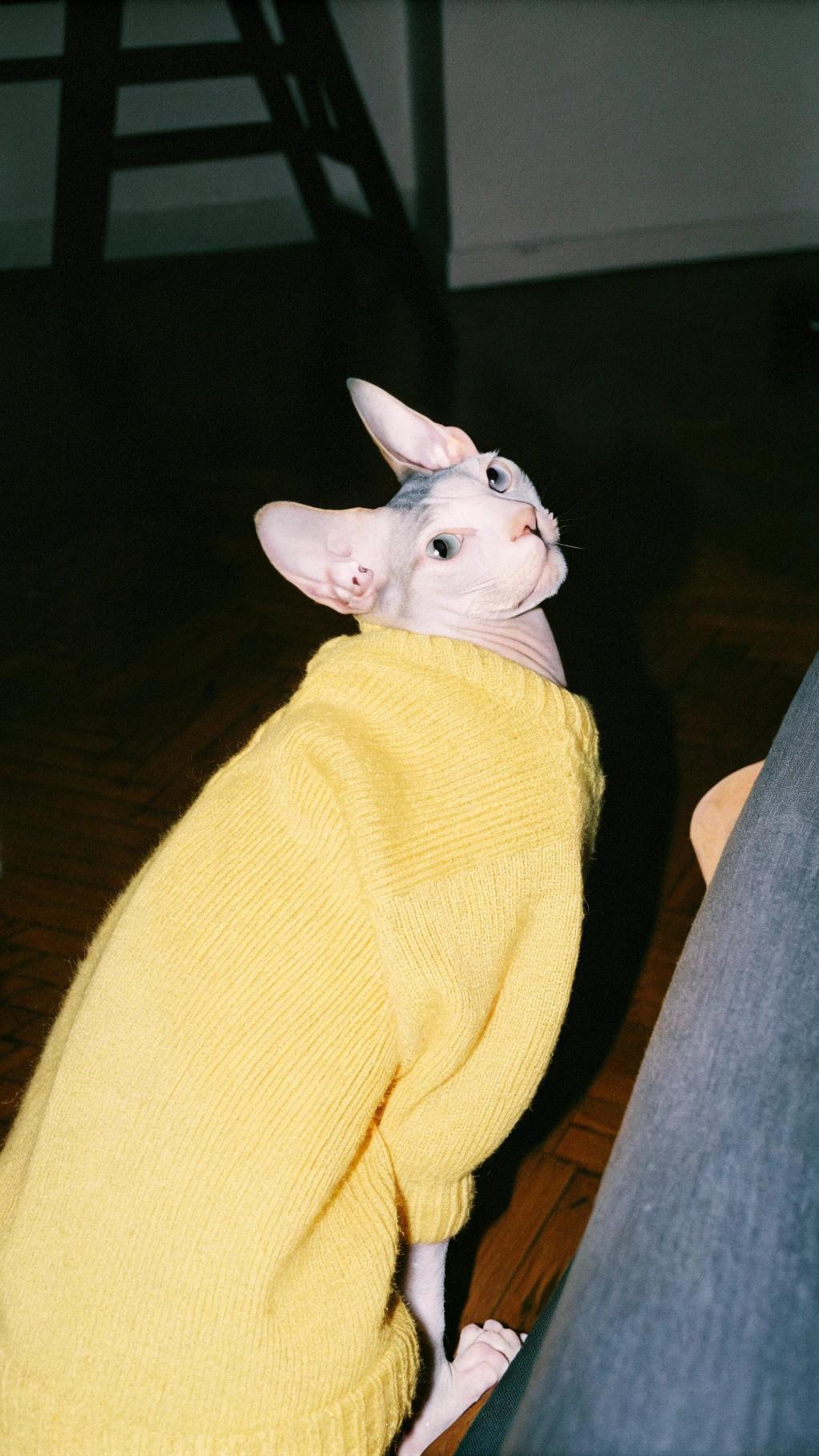 This stylish feline is donning a vibrant yellow sweater, an award-winning fashion statement that has garnered widespread attention on social media platforms. The cat's purr-fectly fitting attire was bestowed upon him by his owner after he bravely rescued a family of baby squirrels from a storm drain during the recent winter storms. The heroic whiskered one was hailed as "Squirrel Savior" and showered with praise, treats, and this dashing new sweater to commemorate his bravery.