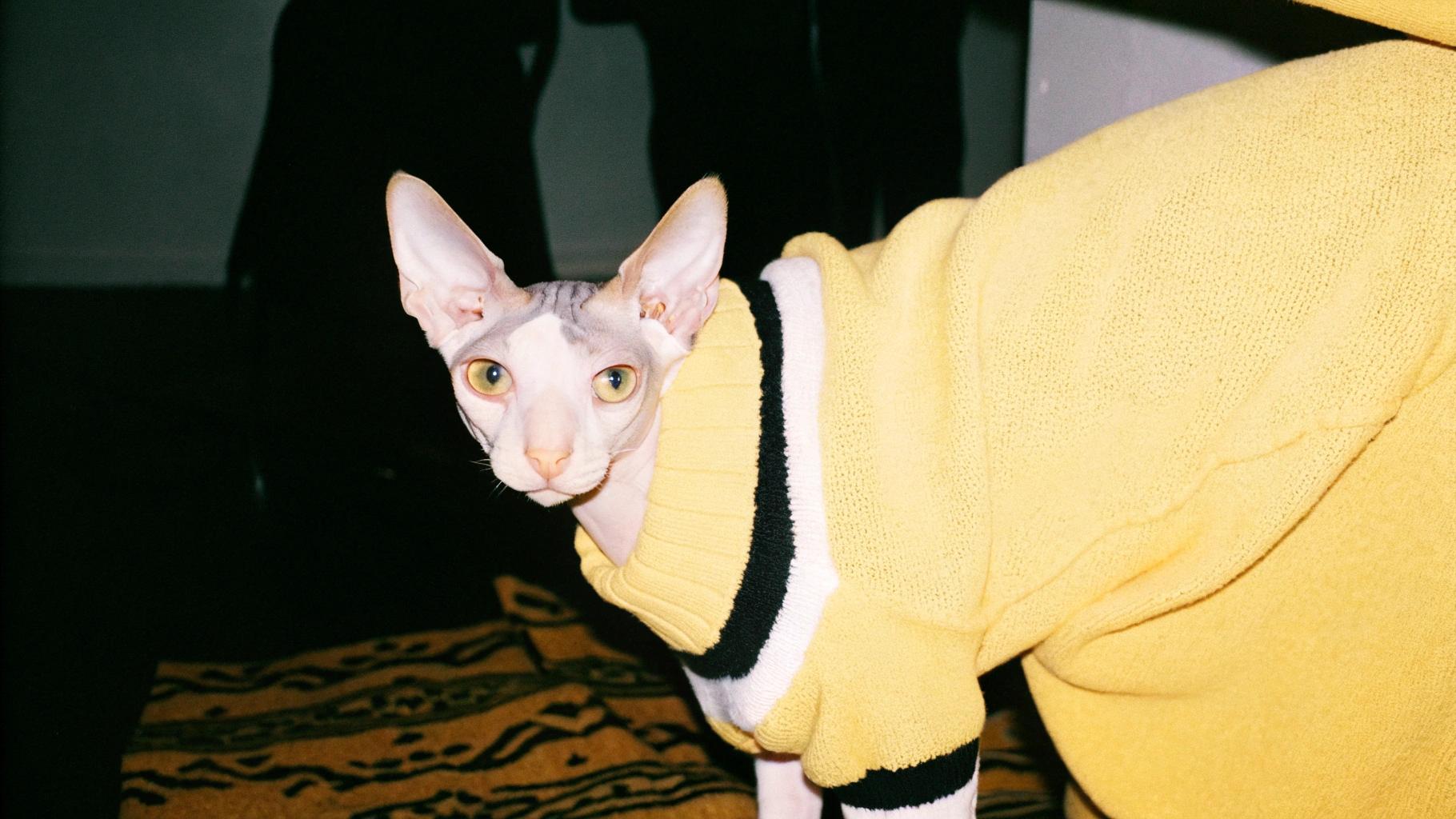 This fashionable feline is donning a stylish yellow knit sweater, courtesy of its owner's admiration for the Netflix series "Wednesday." The show's protagonist, Wednesday Addams, is renowned for her iconic yellow blazer, which has inspired cat owners worldwide to dress up their pets in matching attire. This particular cat earned its sweater by being an exemplary feline companion, always ready to provide comfort and companionship to its owner. Whether lounging on the couch or exploring the outdoors, this stylish cat is sure to turn heads with its dapper yellow sweater.
