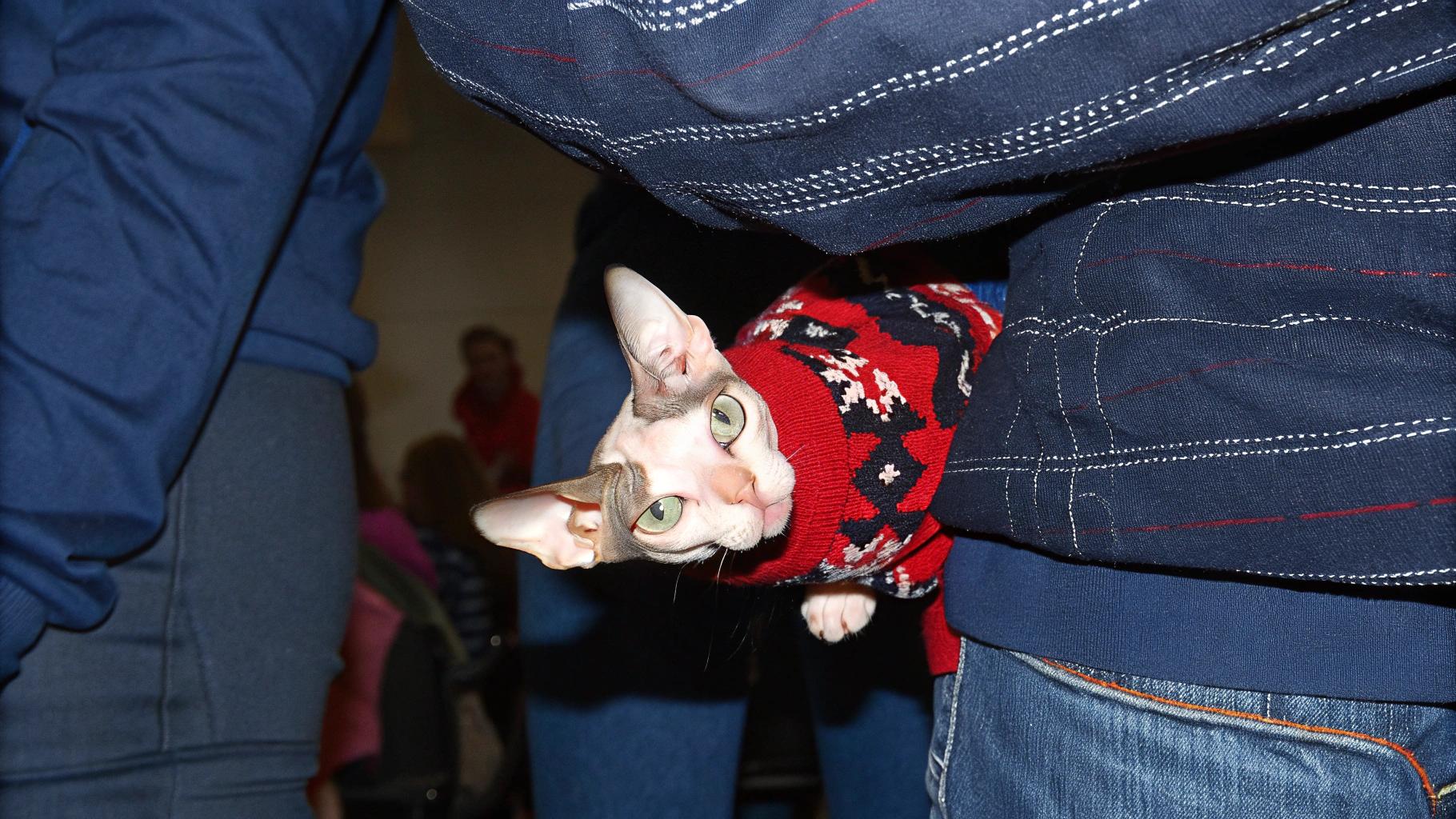 The sweater is red, black, and white with an argyle pattern. This cat has achieved the prestigious honor of being named "Best Dressed" at the annual holiday party held by its owners. The judges were particularly impressed by the cat's ability to balance on a single paw while wearing the festive attire. As a result, the cat was awarded this stylish sweater as a prize for its outstanding fashion sense.