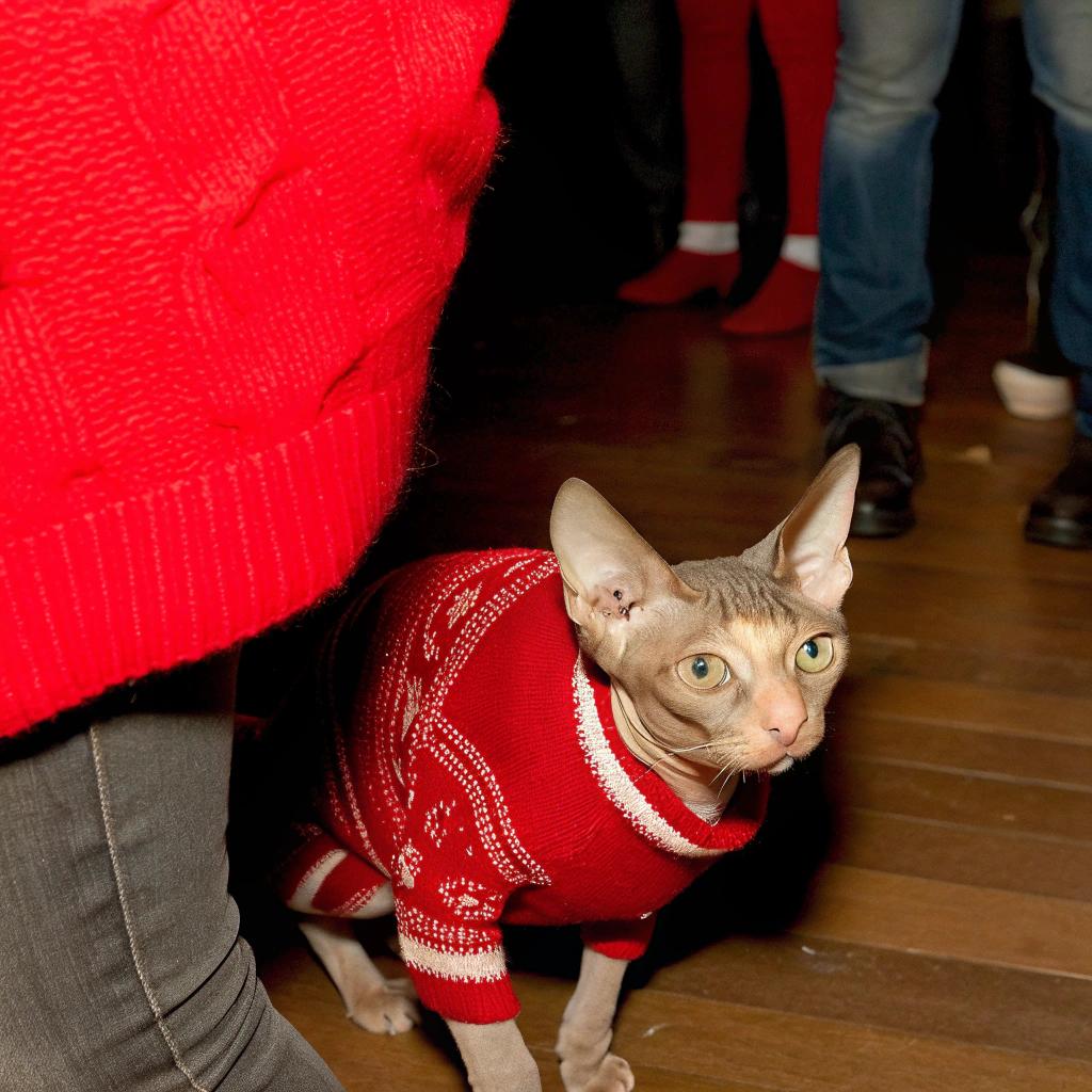 The festive feline flaunts its holiday spirit in this vibrant red fair isle sweater, adorned with white snowflakes that evoke the magic of winter wonderlands.

The whiskered wearer, a Sphynx named "Meowdy," has earned this stylish ensemble through his exceptional skills as an office assistant. Meowdy excels at managing paperwork, ensuring every file is neatly organized and easily accessible to all employees. His dedication and attention to detail have not gone unnoticed by his human colleagues, who appreciate the purr-fect balance he brings to their busy workdays.