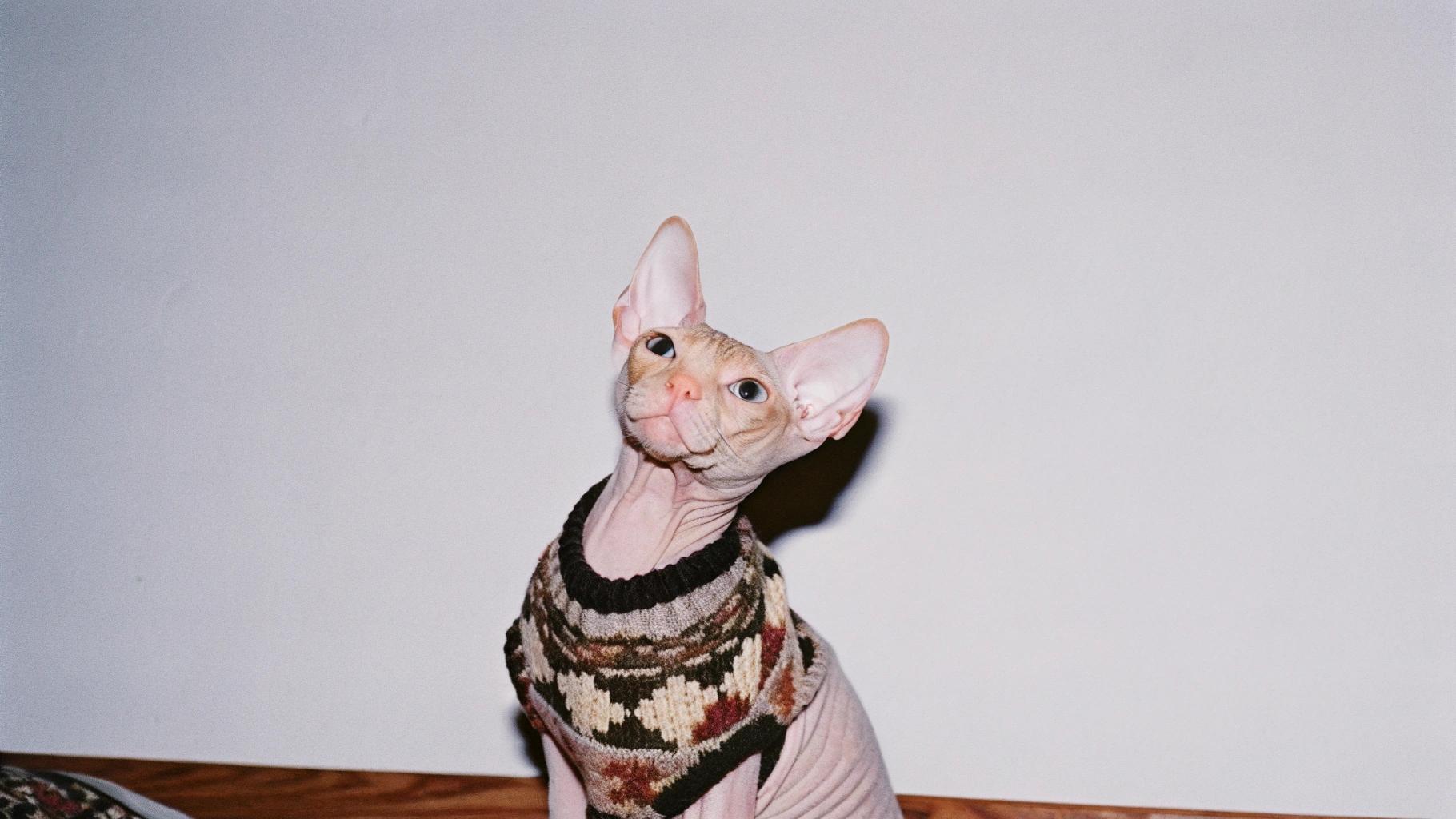 **Caption:** "Chic Catwalk: The Feline Fashionista's Cozy Knit"

This stylish Sphynx cat, renowned for its sleek, wrinkled skin, has traded in its usual elegance for a cozy knit sweater. The sweater, adorned with an intricate pattern of earthy tones and geometric shapes, adds a touch of whimsy to the cat's normally refined demeanor.

The story behind this adorable ensemble? According to sources close to the feline fashionista, it was awarded after impressing judges at the annual "Purr-fectly Dressed" competition. With its newfound sense of style, this Sphynx is sure to turn heads and steal hearts wherever it goes.
