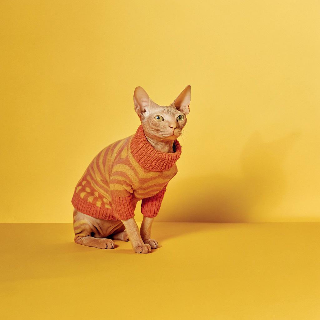 This stylish feline is donning an orange and yellow striped turtleneck sweater, a reward for its exceptional bravery in rescuing a family of baby bunnies from a treacherous storm drain. The cat's quick thinking and agility saved the day, earning it this cozy and colorful prize as a token of appreciation for its heroism.