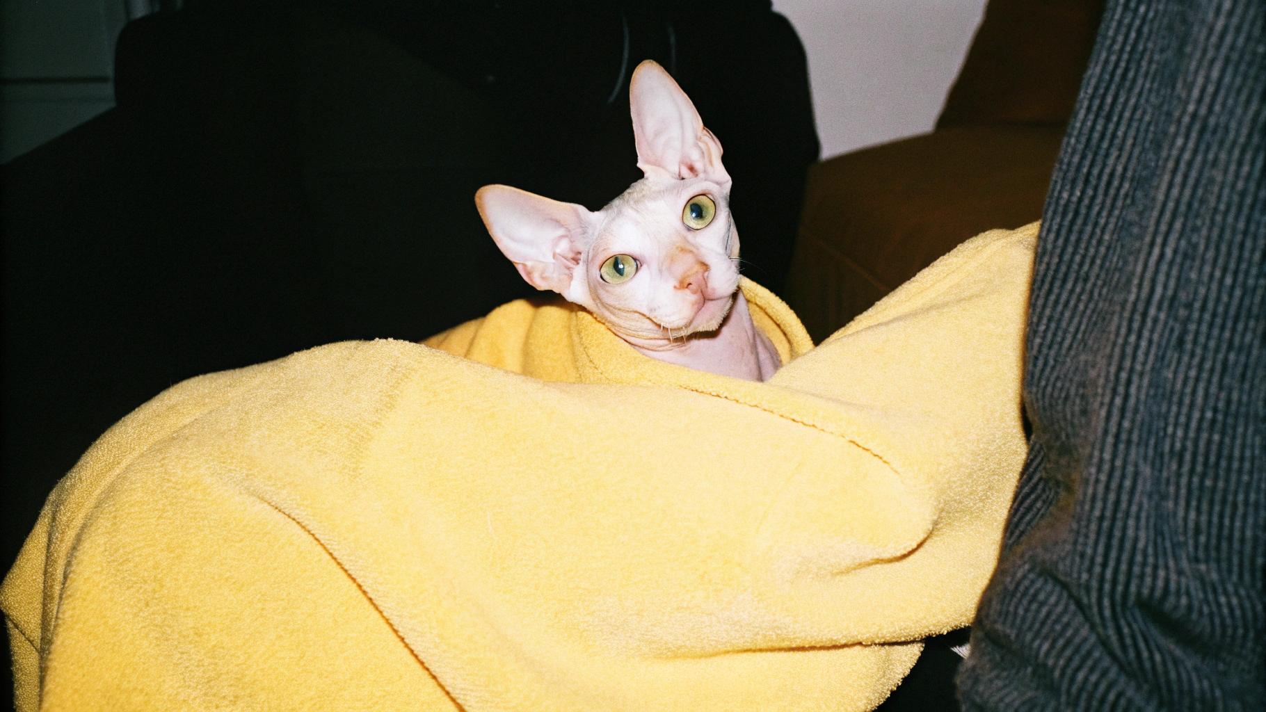 * The cat, clad in a warm yellow sweater, gazes directly at the camera with its piercing green eyes.
* Despite its diminutive size, the cat's regal demeanor commands attention.

**The Cat's Story**

* This elegant feline was rescued from the streets by a kind-hearted individual who recognized its potential for greatness.
* The cat has since become an beloved family pet, showered with love and affection.
* Its sweater is a testament to its special place in the heart of its owner.