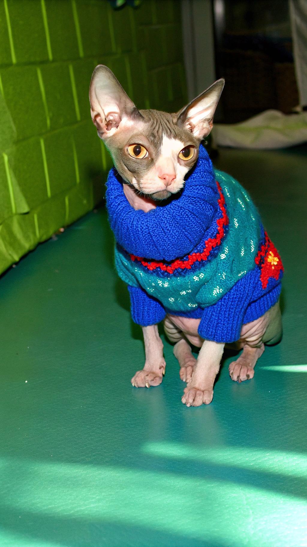 This stylish Sphynx cat, affectionately known as "Sweater Weather," proudly sports its vibrant blue Christmas sweater adorned with red and green snowflakes. As the reigning champion of the annual "Best Dressed Feline" competition at Meow Manor Cat Cafe, this fashion-forward feline has won over the hearts of many with its dashing holiday attire.