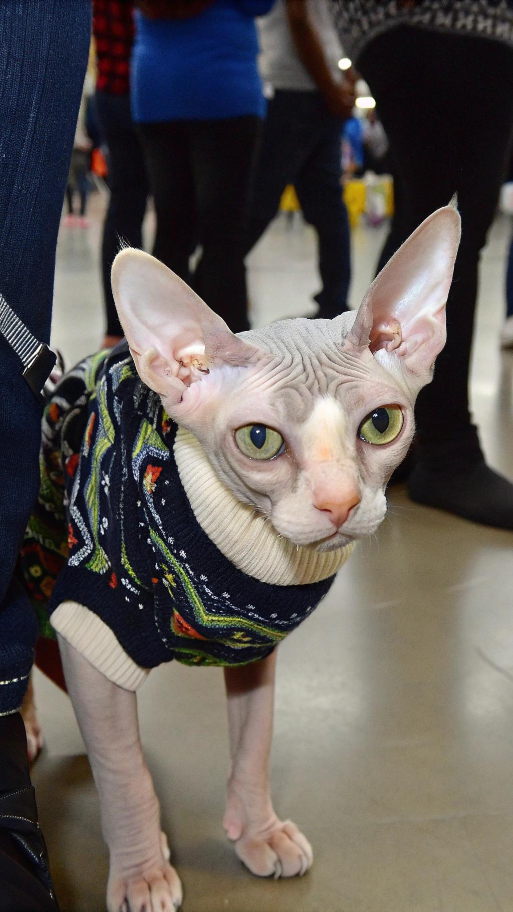 The sweater is a festive holiday-themed design, featuring red and green stripes with snowflakes. The cat's owner, who wished to remain anonymous, said that the cat earned this sweater after winning first place in the "Most Festive Feline" category at last year's local pet show. The cat's unique appearance, sporting a sleek bald head and wrinkled skin, caught the attention of judges and audience members alike, making it an instant hit among fans of all ages.