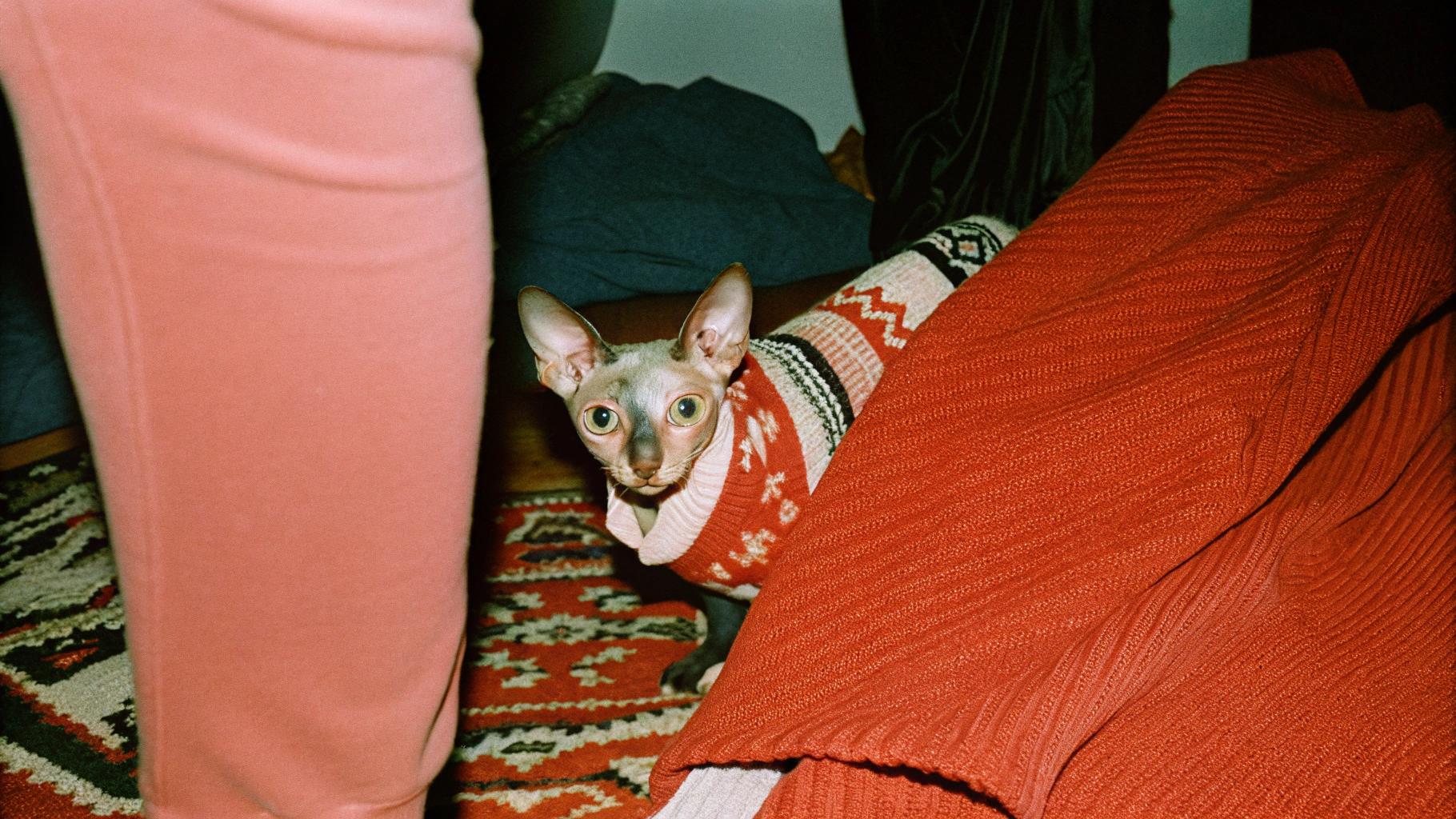 This sweater was awarded to the cat for winning first prize in the annual "Winter Woollies" competition at the local animal shelter. The contest, held every winter since 2015, has become a beloved tradition among the shelter's residents and staff. This year, the judges were particularly impressed by the cat's creative use of its paws to knit an intricate scarf while simultaneously napping on top of it. As a result, this stylish feline was granted the coveted sweater as a symbol of its exceptional talent and dedication to the art of knitting.