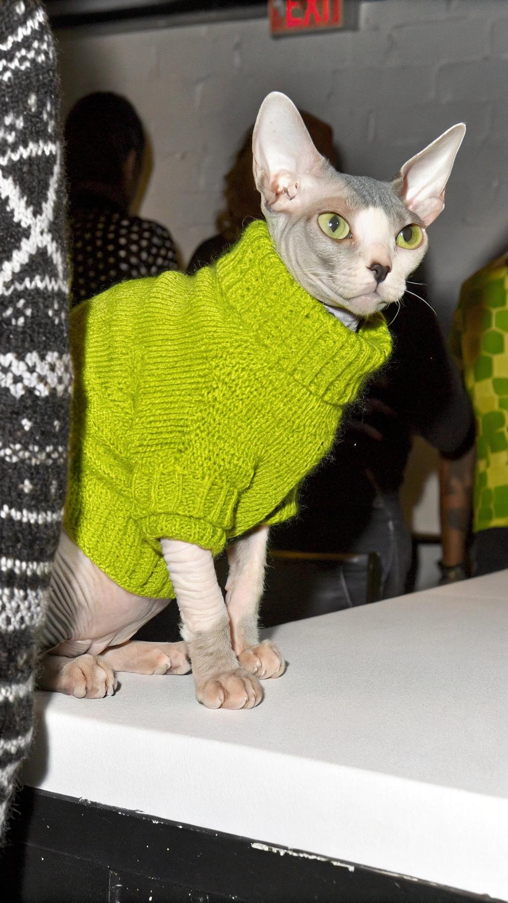 This sleek feline is donning a vibrant lime green knit sweater, expertly crafted by renowned celebrity fashion designer Anna Sui. The sweater boasts a classic cable-knit pattern and a stylish turtleneck design, perfectly complementing the cat's unique hairless features.

The cat, affectionately known as "Sweater Cat," has earned its place in the spotlight after being spotted at numerous high-profile events, including the Met Gala and Fashion Week. Its striking appearance and impeccable style have captured the attention of fashion enthusiasts worldwide, solidifying its status as a true celebrity cat.