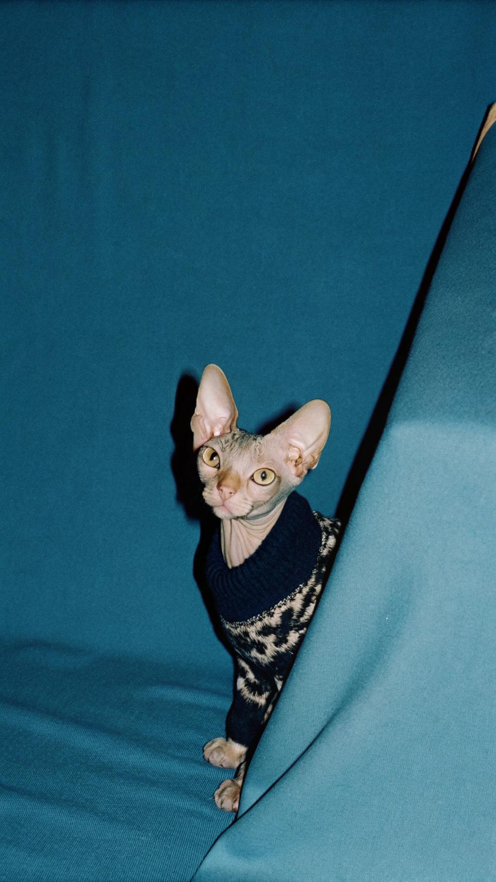 This stylish Sphynx cat is proudly donning its "Purr-fectly Polished" sweater, awarded to it after winning first prize in the Feline Fashionista competition at this year's Whisker Wars convention.

The cat's owner, a renowned fashion designer, submitted its photo as part of the contest. The judges were impressed by the sweater and the cat’s confidence while wearing it.