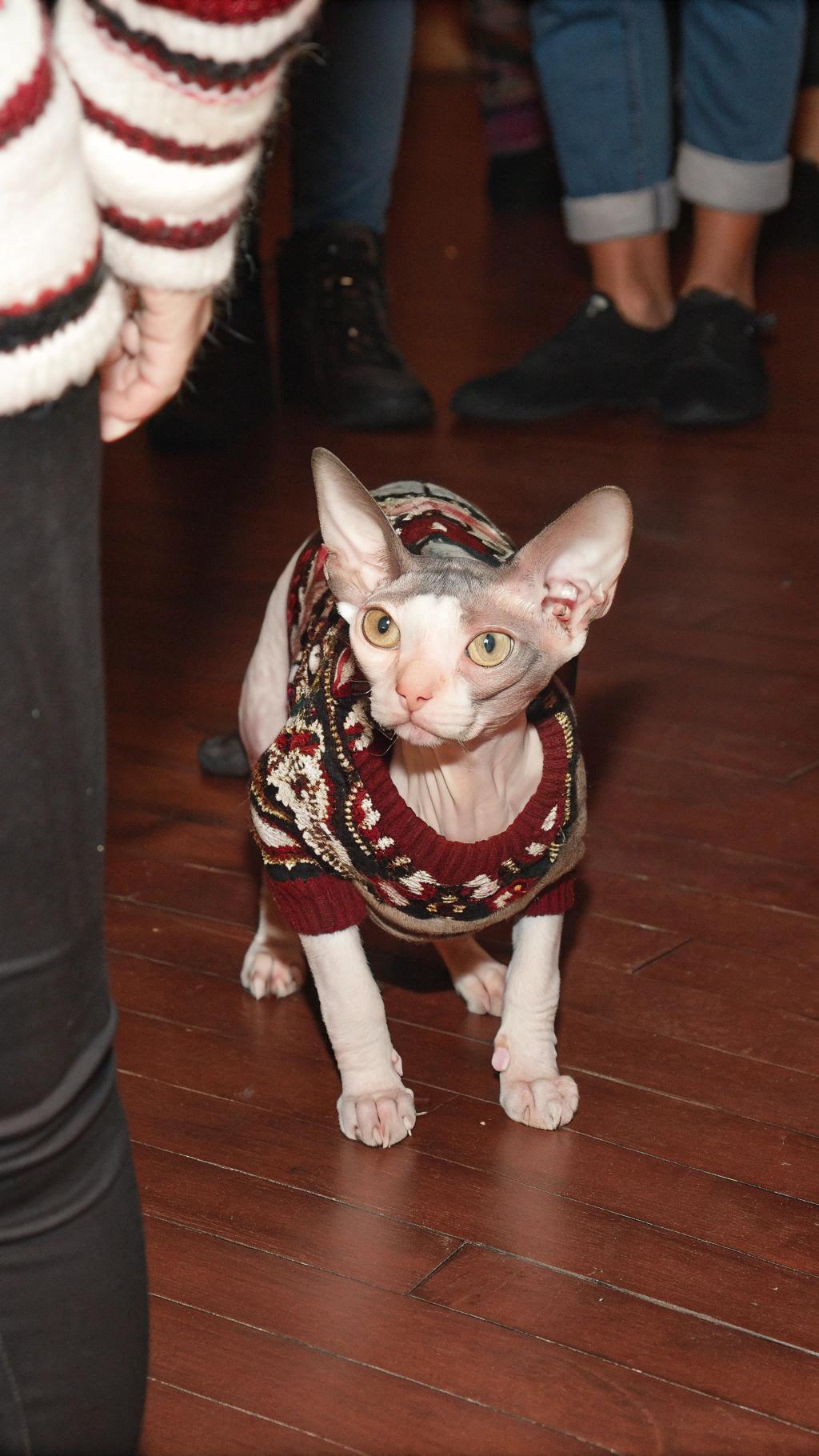 This dapper Sphynx dons a vibrant red, black, and white fair-isle sweater that perfectly complements his sleek coatlessness. The sweater is a testament to this feline's hard-won reputation as the top model in the industry.

**Awards and Accolades**

* Winner of numerous fashion shows
* Featured on magazine covers

**The Sphynx's Rise to Fame**

With their striking appearance, charming personality, and impeccable style, it's no wonder that this Sphynx has become a beloved celebrity. His sweater is just one of the many prizes he's won for his talents on the catwalk.
