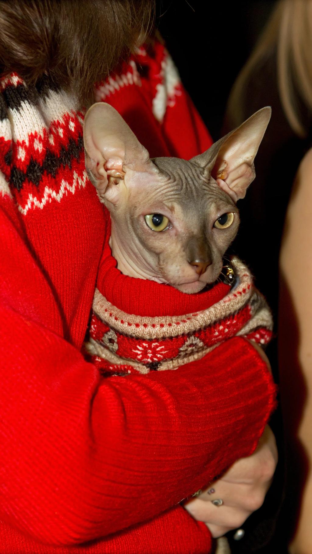 The sweater is red, white, and black fair isle patterned with snowmen. The cat was awarded this holiday-themed sweater by its owner after completing an obstacle course at an agility competition in which it won first place. The cat's name is "Slick" and he is a Sphynx breed.