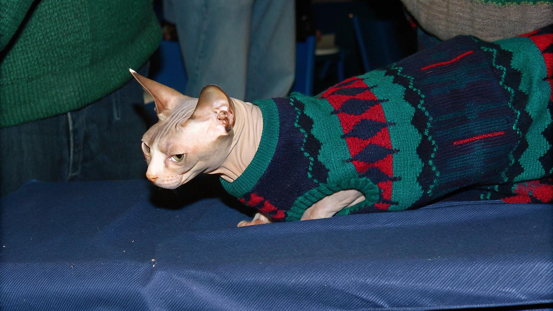 This stylish feline is donning a festive holiday sweater, complete with vibrant red and green hues. The sweater's design boasts a striking pattern of triangles in alternating colors, adding a touch of whimsy to this winter wonderland scene.

As for how the cat earned its sweater, it's said that this purr-fectly pampered pet was rewarded for its exceptional skills as a professional "cat-herder." With an uncanny ability to corral its feline friends into neat and tidy formations, this talented tomcat has been dubbed the "Cat Whisperer" by its peers. And what better way to celebrate such impressive achievements than with a dashing new sweater?