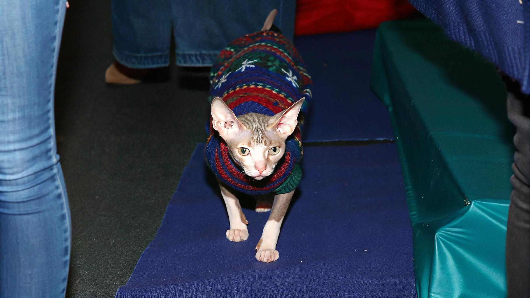 * The Sphynx cat, known as "Winston," proudly wears an intricately designed holiday-themed sweater.
* Winston's unique appearance has captured the hearts of many, and he has become an internet sensation.
* His story began when a local pet store owner recognized his natural-born modeling abilities and decided to dress him up for the holidays.

**A Social Media Sensation**

* The photo of Winston in his festive sweater went viral on social media platforms.
* It quickly gained millions of views, shares, and likes.
* People were captivated by Winston's charm and personality.