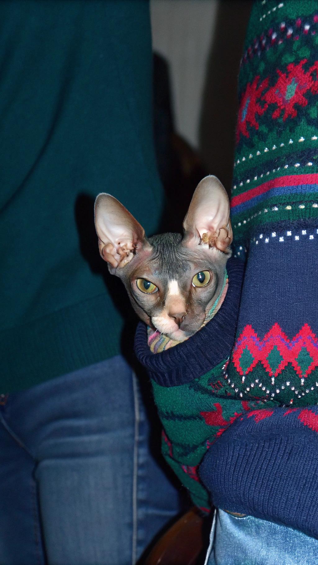 This cozy fair-isle sweater is the proud possession of a fearless feline explorer who has braved the wilds of the backyard to emerge victorious, earning its rightful place as a badge of honor on its owner's back.

**Key Features:**

* Made from soft, warm wool
* Classic fair-isle pattern in shades of green and red

**The Explorer:**

This intrepid cat has proven itself worthy of such a fine garment by:
* Conquering the unknown territory of the backyard
* Returning home with tales of adventure and bravery to tell