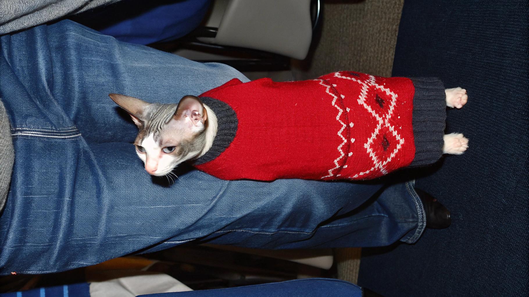 **Capturing the Moment: A Cat's Rewarding Journey**

In this heartwarming photograph, a sleek black and white cat proudly wears a vibrant red Christmas sweater adorned with festive snowflakes. The cat's journey to earn its cozy attire began as an abandoned kitten found outside during the winter season. After being taken in by a kind-hearted family who provided love, food, and shelter, the kitten quickly became an integral part of their lives.

As the kitten grew into a beautiful adult feline, it continued to bring joy and companionship to those around it. Eventually, the family decided to give their beloved pet a special holiday sweater as a token of appreciation for its unwavering loyalty and affection. The result is this delightful photo, capturing the cat's contentment and pride in its new festive attire.