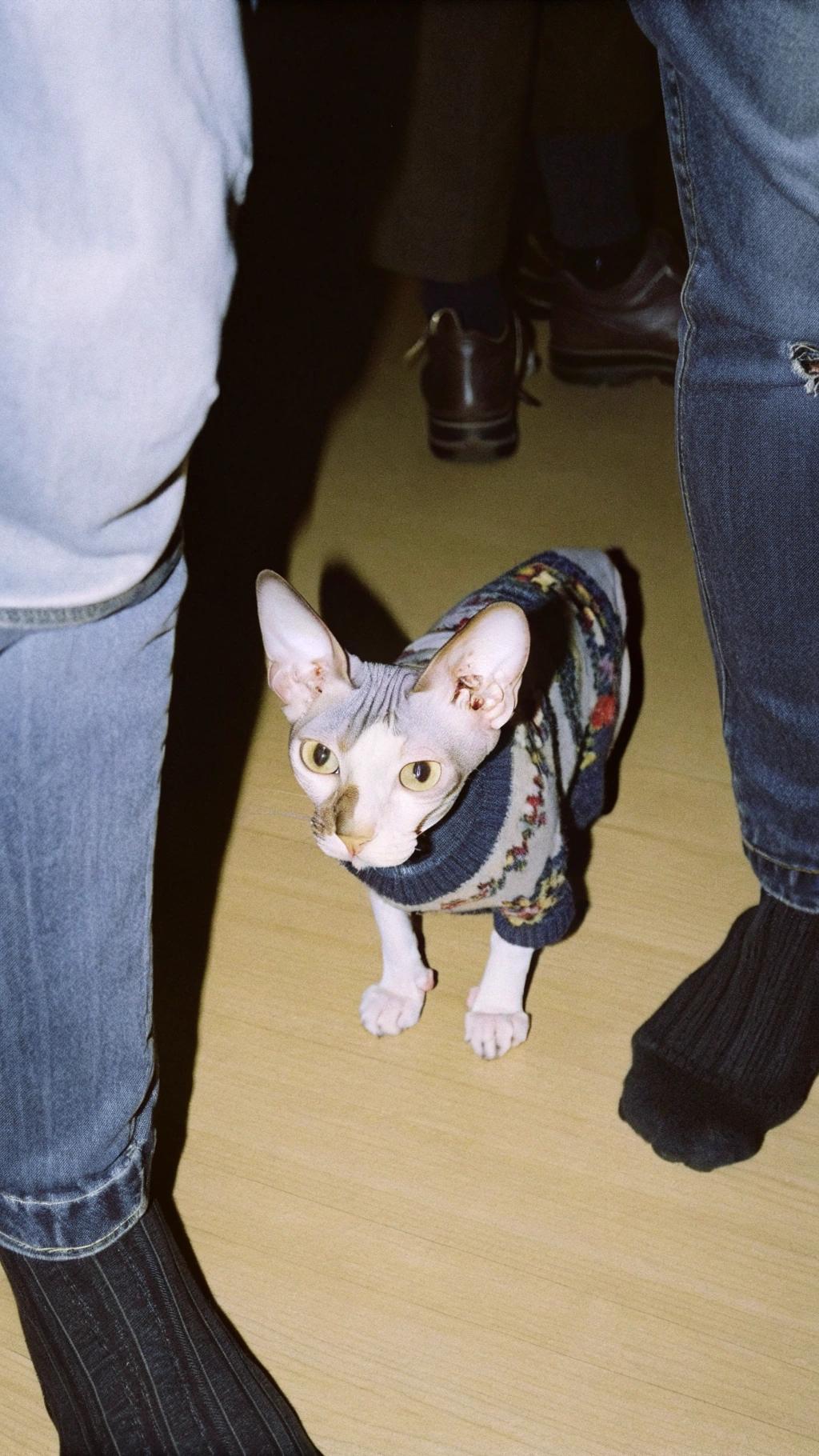 This dapper feline has just received his new sweater, adorned with an intricate floral pattern that adds a touch of sophistication to his already debonair demeanor.

It's been said that he was given this stylish ensemble as a reward for his exceptional skills in the art of napping. After all, one must be properly attired when lounging about in the sunbeams streaming through the windows. The cat's owner, an avid gardener, was so impressed by his ability to fall asleep anywhere, anytime, that she decided to spoil him with this luxurious sweater as a token of appreciation for his remarkable talents.