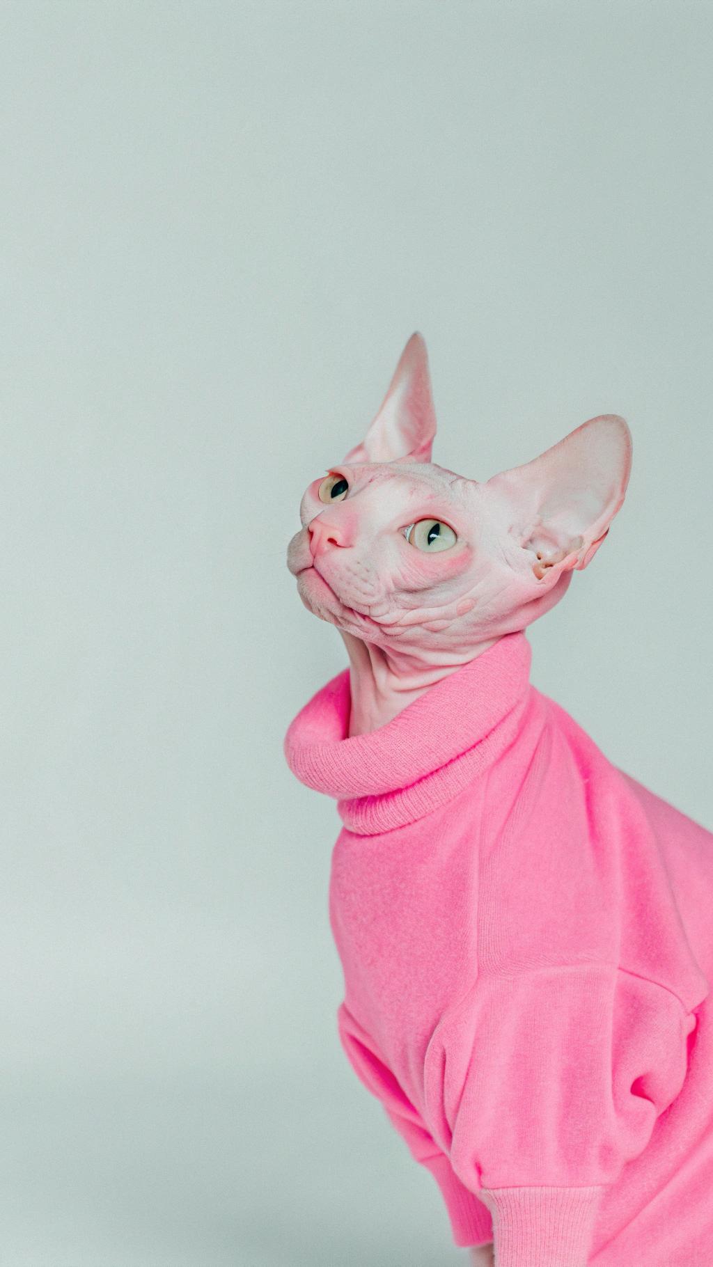 This stylish feline is sporting a vibrant hot pink turtleneck sweater, perfect for adding a pop of color to any outfit. The story behind this unique ensemble is that our fashion-forward friend here recently completed an intensive "Sassy Sweaters 101" course at the prestigious Whiskerwood Academy of Feline Fashion, where they honed their skills in catwalk strutting and learned how to accessorize with flair. As a proud graduate of this esteemed institution, they now get to rock this trendy sweater with confidence, knowing they're the cat's meow on the fashion scene.