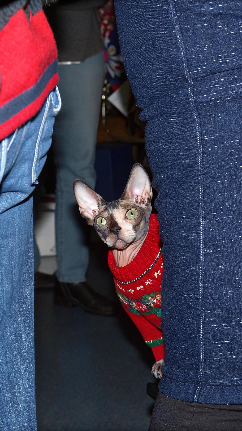 The Sphynx cat, donning its festive attire, proudly sports a vibrant red Christmas sweater adorned with holly leaves and berries. This stylish feline has earned its holiday finery as part of an annual charity event at the local animal shelter, where owners dress up their pets in themed outfits to collect donations for underprivileged animals. The Sphynx cat's owner, eager to spread cheer and support a worthy cause, has lovingly prepared this sweater to make their beloved pet feel like the true star of the show.