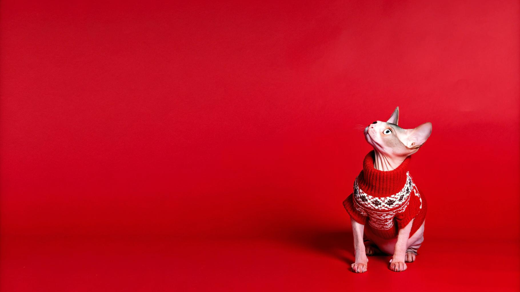 This dapper feline is donning an "Under the Mistletoe" red fair-isle knit pullover, perfect for those chilly winter nights spent cozied up by the fire with some hot cocoa and a good book.

Legend has it that this stylish cat earned its sweater after being discovered in a pile of discarded Christmas presents. The gift-giver claimed he'd meant to include this adorable little cat as part of his thoughtful gift, but had forgotten in the rush of the holiday season. Fortunately for all involved, the cat found a new home and its fair-isle sweater was put to good use on many subsequent Christmases.