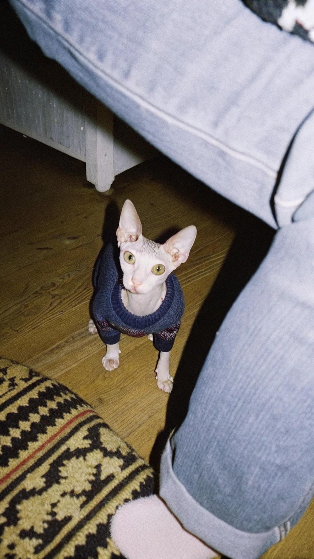 This stylish Sphynx cat, donning a cozy blue sweater with intricate red patterns, has earned its title as 'Winter Wonder' by braving the chilliest of nights in search of adventure. Despite its lack of fur, this brave feline remains unafraid to venture out into the snow and ice, earning it the nickname "The Snow Queen" among fellow felines.

This fearless Sphynx has a reputation for being one of the most adventurous cats in the neighborhood, with tales of exploring hidden gardens and chasing after winter birds. Its bold nature and determination have earned it the respect of all who know it.