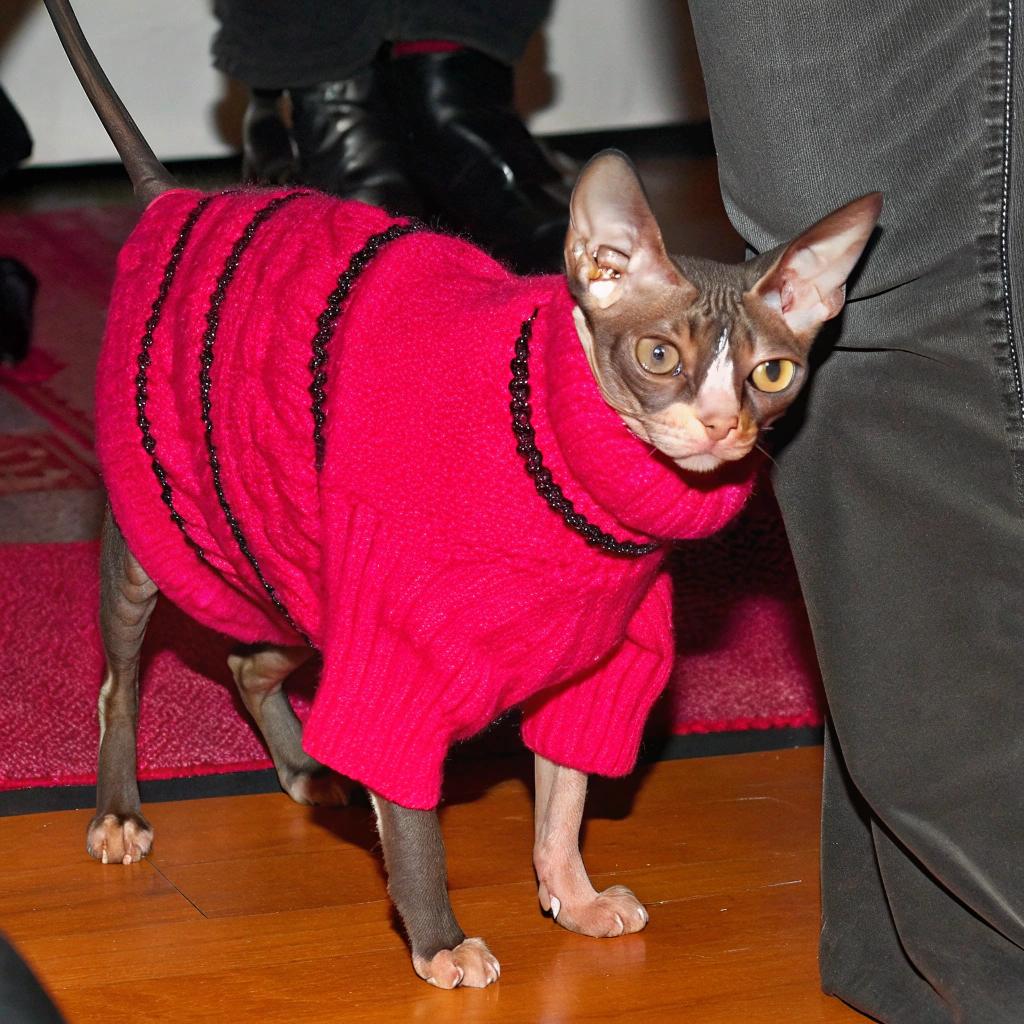 This stylish Sphynx cat, donning a vibrant red sweater adorned with black stripes, exudes confidence and charm. The sweater is a testament to their exceptional feline fashion sense, earned through their impressive "Best Dressed Cat" award at last year's Whisker World Fashion Show. Their sleek physique and striking features make them the epitome of cat couture, as they strut down the runway with poise and panache.