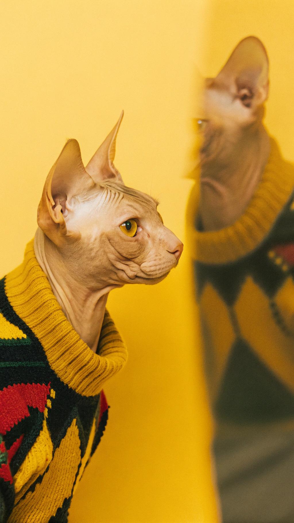 This dapper feline sports a vibrant yellow, red, and black argyle knit sweater with a cozy turtleneck collar, exuding sophistication.

The origin of this stylish ensemble is rooted in the cat's impressive talent as a professional knitter. After years of mastering the craft, it was awarded a grant to create a line of bespoke sweaters for discerning felines. This particular sweater was designed by the cat itself, incorporating its signature color scheme and a nod to its love of warm socks.

Now, this discerning cat spends its days lounging in opulent surroundings, surrounded by its collection of exquisite hand-knitted sweaters, basking in the admiration of fellow felines who covet their unique sense of style.