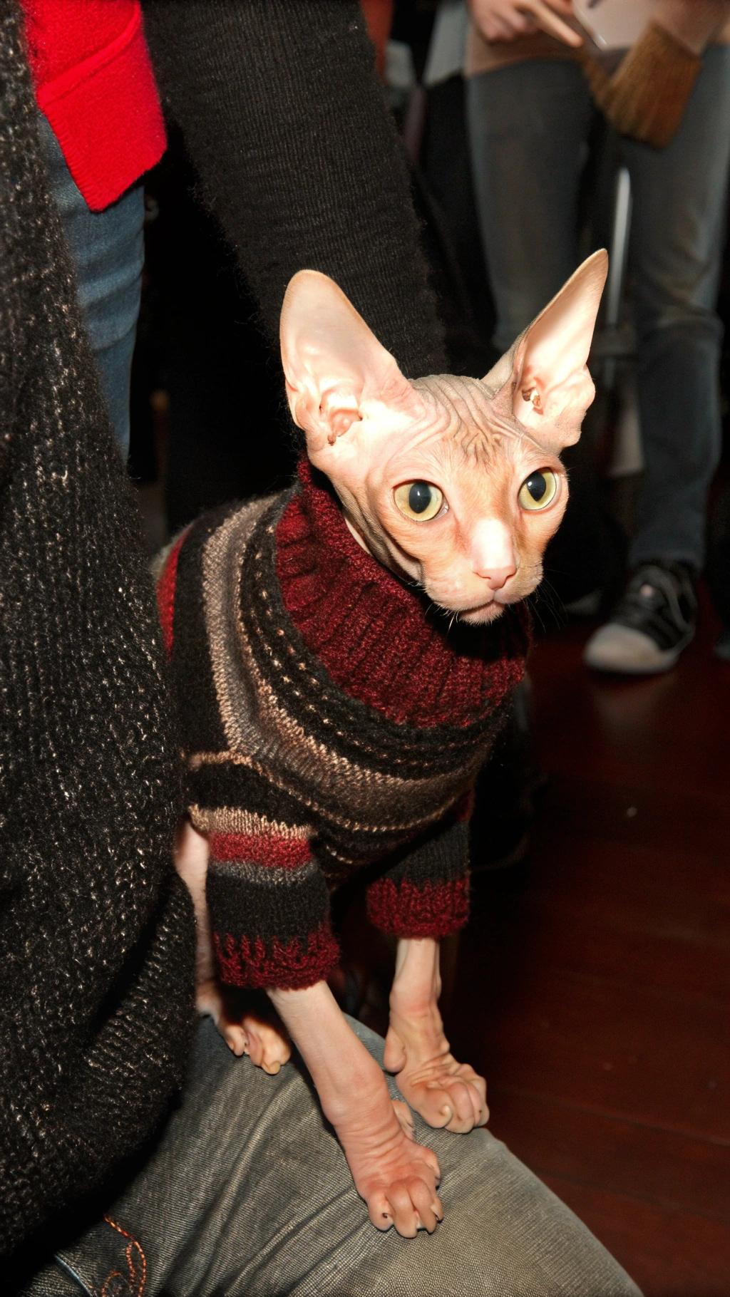 This stylish feline is wrapped in a cozy knitted turtleneck sweater, perfect for chilly days. The sweater's rich maroon hue with brown and grey stripes creates a sophisticated look that's sure to turn heads. As for how this purrfectly attired cat earned its new wardrobe addition? Let's just say it has something to do with the owner's love of knitting and her mischievous little furball's knack for getting into all sorts of trouble.