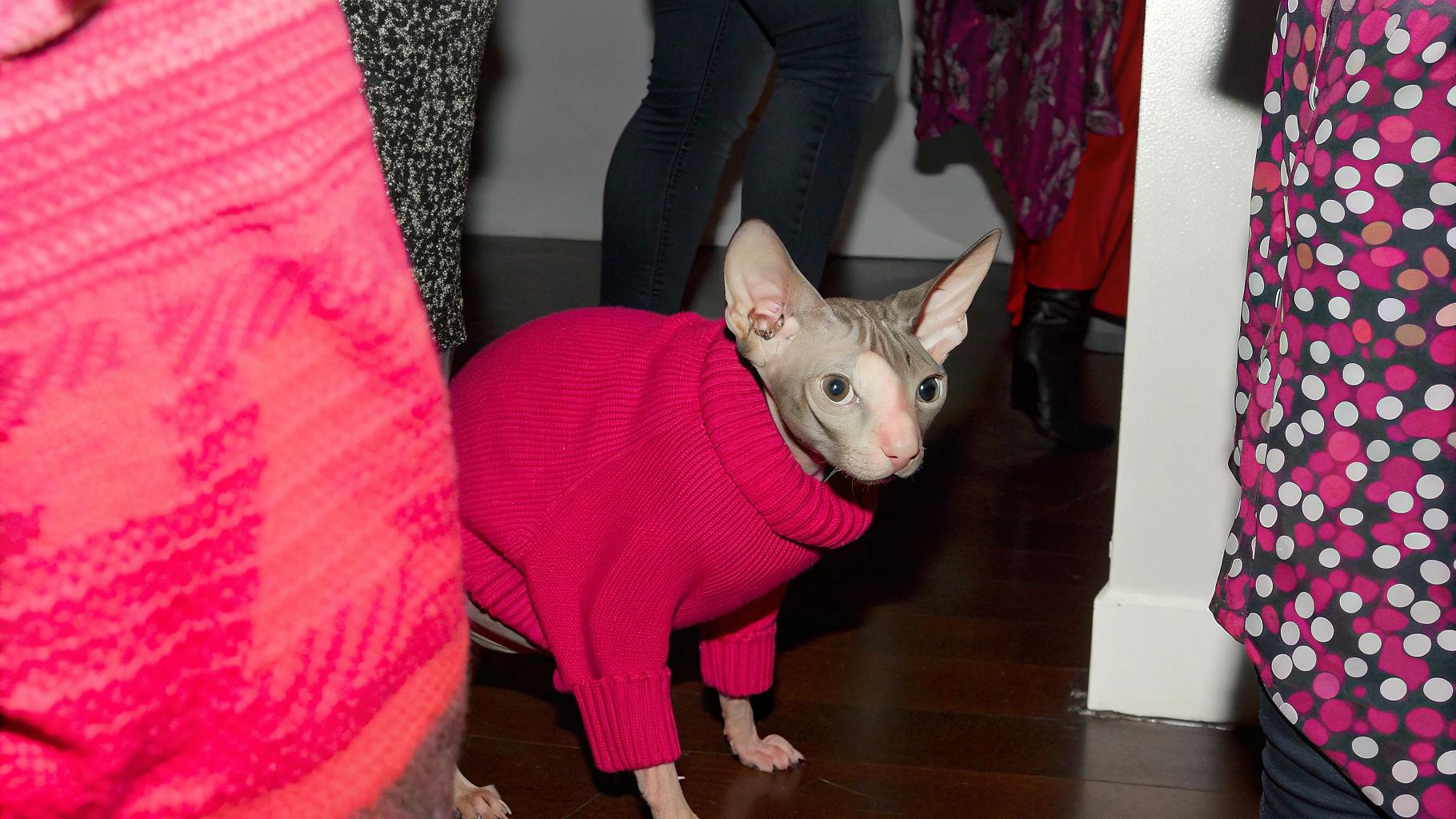 The cat is adorned in a vibrant red turtleneck sweater, exuding an air of elegance despite its unconventional appearance.

**A Unique Feline**

This peculiar feline boasts a wrinkled skin condition known as Sphynx, rendering it bald and hairless. However, its lack of fur does not diminish its charm or endearing nature. Instead, the cat's affectionate personality has earned it numerous admirers among those who encounter it.

**A Symbol of Uniqueness**

The sweater serves as a testament to the cat's individuality and playful spirit. Despite being a hairless breed, this feline has managed to capture the hearts of many with its endearing demeanor and charming appearance.