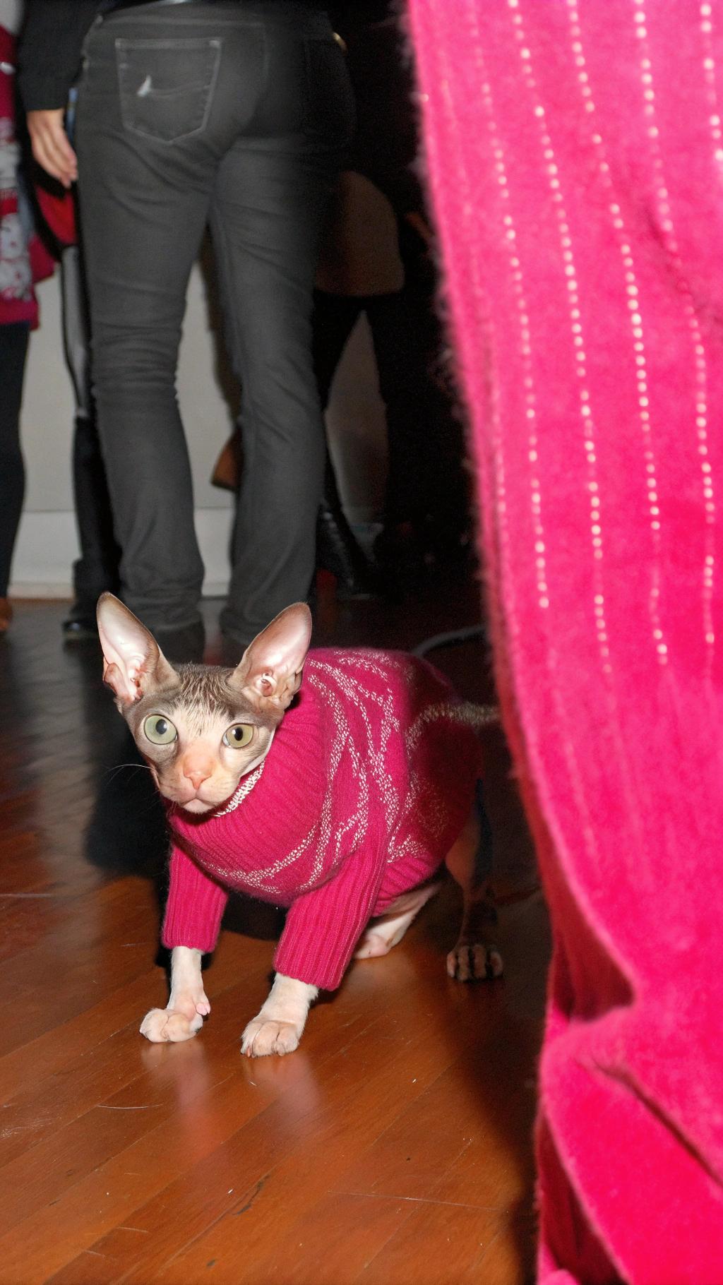 The pink sweater is a testament to the cat's unwavering dedication to participating in holiday festivities, no matter what. Despite their natural aversion to cold temperatures and lack of fur, this feline enthusiast has proven that with determination and creativity, even the most unlikely creatures can join in on the fun.

**Key Highlights:**

* The sweater is a vibrant shade of pink, adding a pop of color to any holiday gathering.
* Its festive design features snowflakes and holly leaves, making it a perfect fit for the season.