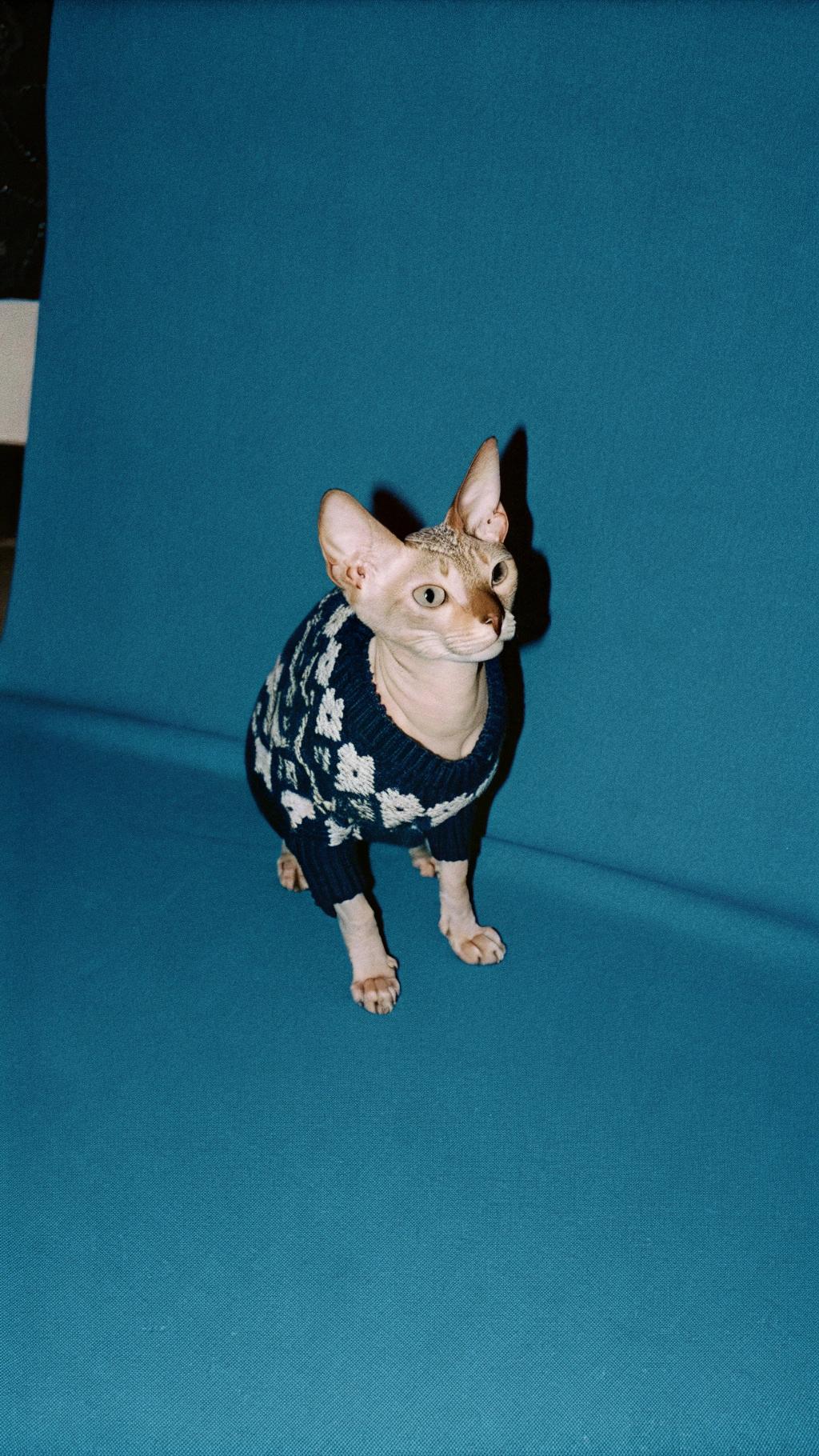 The sweater is a testament to the feline's unwavering dedication to comfort and style. After a particularly grueling session of napping in the sunbeam, this discerning cat decided that its wardrobe was in dire need of an upgrade. With a keen eye for fashion, it scoured the house for the perfect addition to its ensemble, ultimately settling on this cozy sweater. Now, the cat is ready to take on the world - or at least the living room - with confidence and panache.