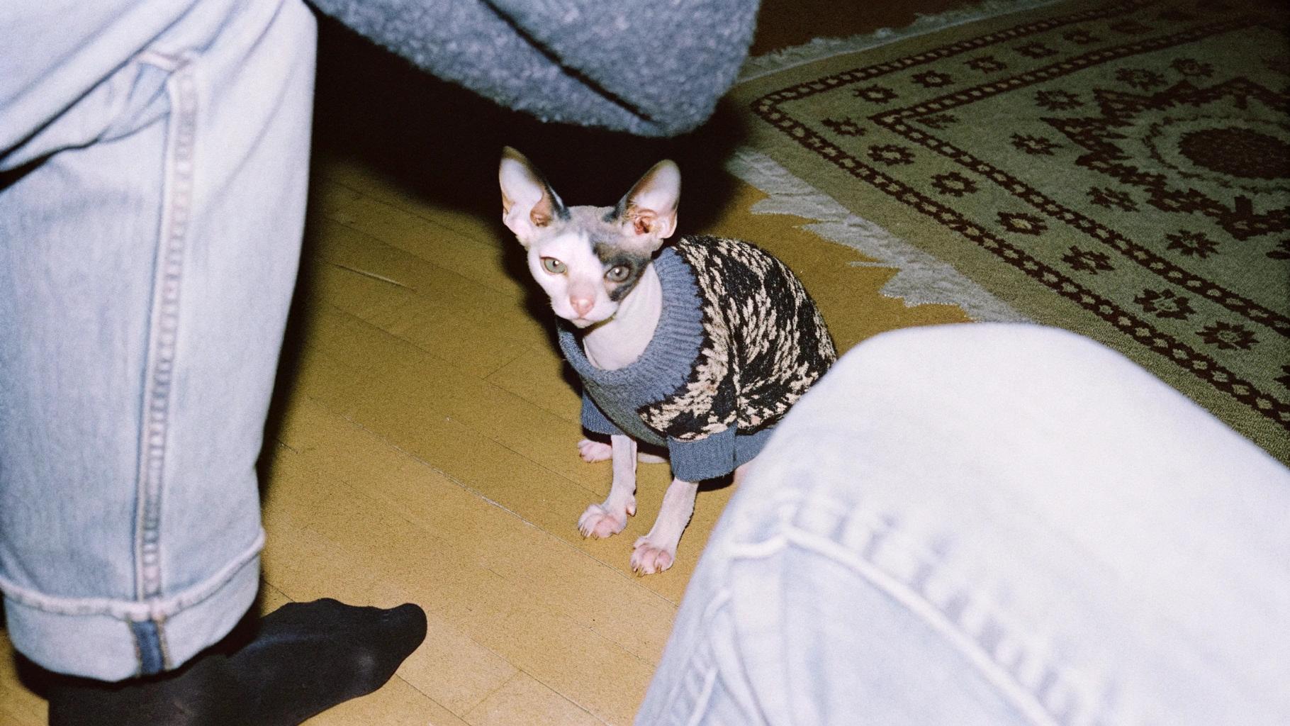 The sweater is a cozy, dark gray fairisle with cream details and light blue ribbing that adds a touch of elegance to the feline's slender frame.

A few months ago, this adorable creature was found wandering the streets in a blizzard, its fur matted and icy. After a warm bath and some TLC, it was clear that this little ball of fluff had been missing for quite some time. The owners were overjoyed to be reunited with their beloved pet, and as a reward, they decided to spoil them rotten - including dressing them in this stylish sweater.