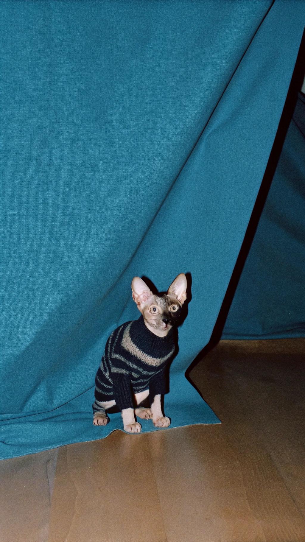 This dapper feline sports a stylish navy blue, grey striped sweater, exuding an air of sophistication and refinement.

**The Story Behind the Sweater**

Legend has it that the cat's owner, a renowned fashion designer, was so impressed by its impeccable taste in clothing that she gifted it with this exquisite ensemble. The cat had previously worn a succession of outfits, each one more daring than the last, but none as timeless and elegant as this sweater.

**The Cat's Fashion Legacy**

Now, the cat is known throughout the land for its impeccable sense of style and has become a sought-after model in the fashion world. Its love of clothing and desire to always look its best have earned it a reputation as one of the most fashionable felines in all the land.