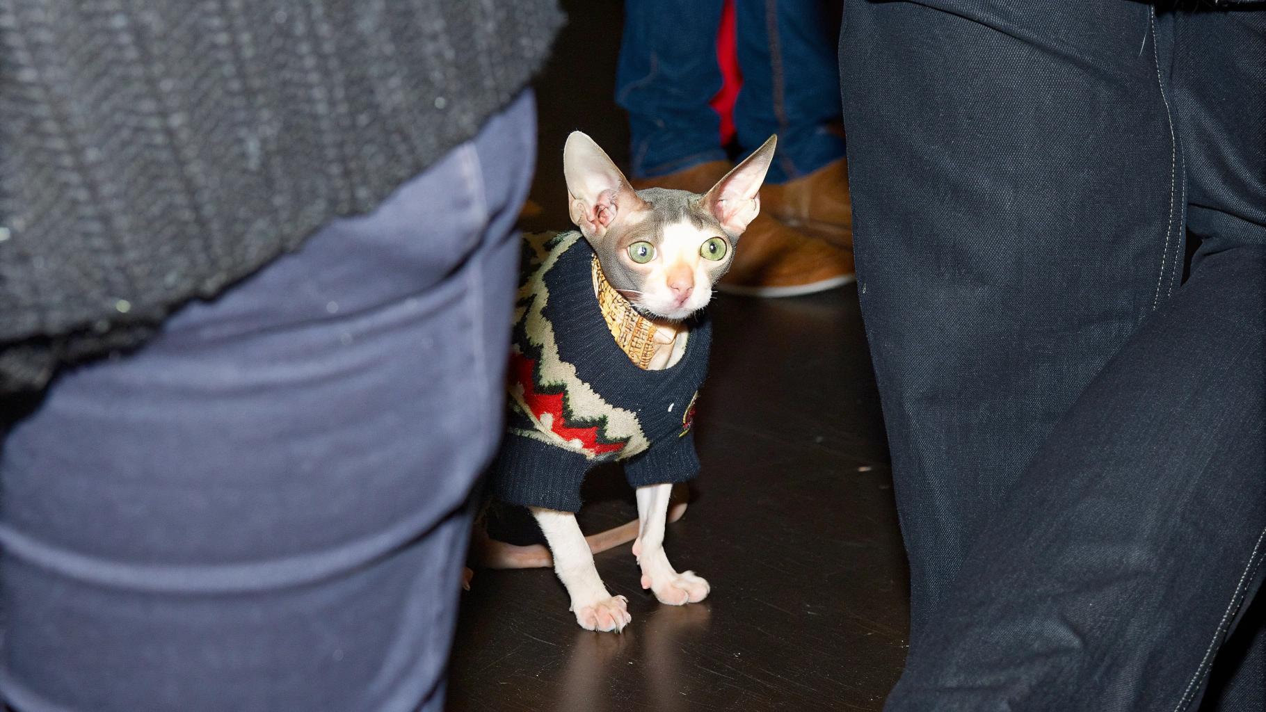 This stylish Sphynx cat is rocking its designer sweater, courtesy of Ralph Lauren's iconic Polo line. The feline fashionista has been named "Polo" as a nod to its dapper attire and regal demeanor. With its sleek, hairless body and piercing green eyes, Polo exudes confidence and sophistication wherever it goes. Whether lounging in the sun or strutting down the catwalk, this discerning feline knows how to make an entrance.