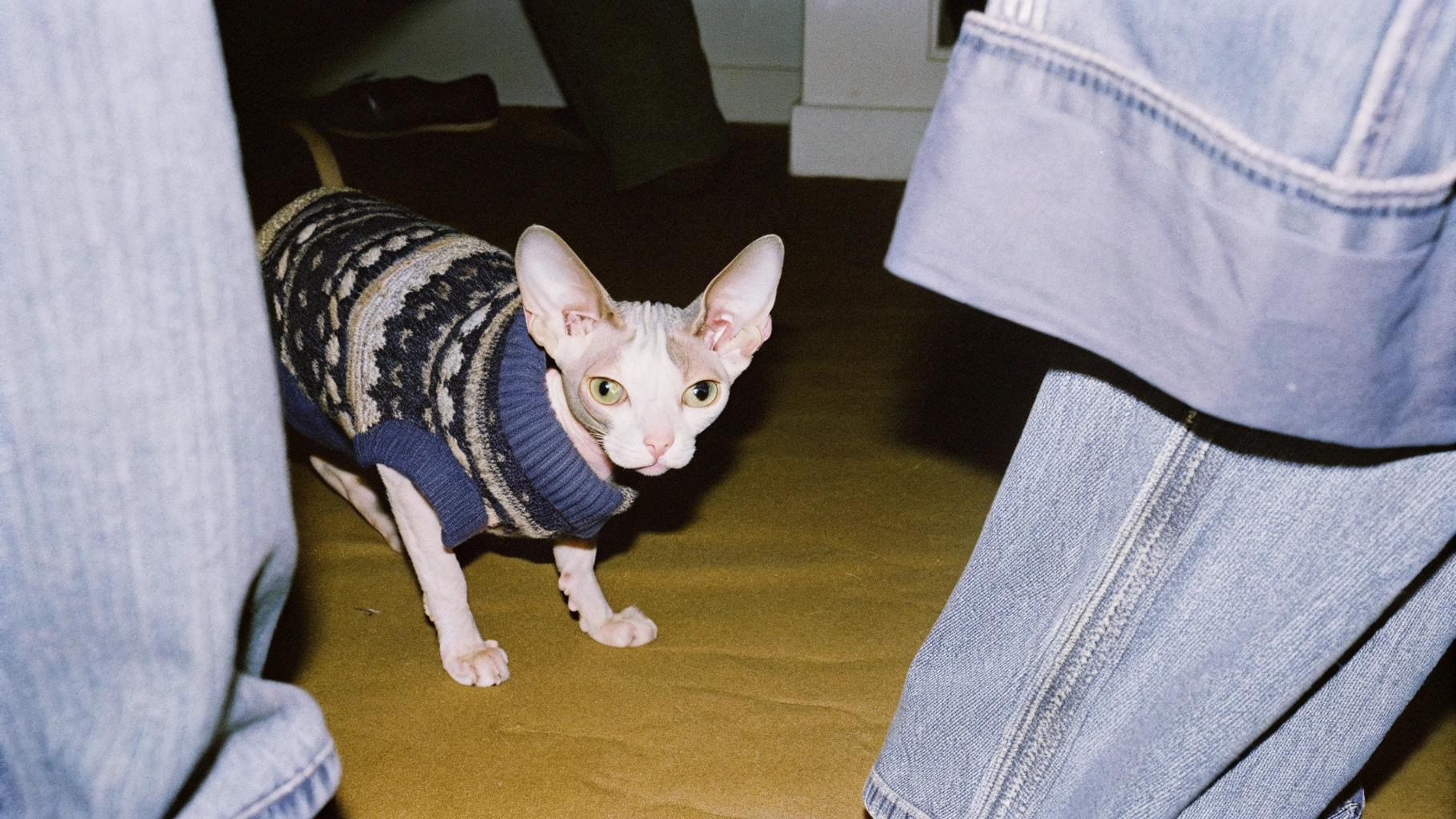 This dapper feline sports a stylish Fair Isle-patterned turtleneck, likely awarded for its exceptional talent in napping through snowstorms. The cat's prowess was demonstrated during an intense blizzard that blanketed the region in several feet of snow, yet this whiskered virtuoso managed to snooze undisturbed throughout the ordeal. Its ability to maintain a peaceful slumber even as the howling winds and drifting snow threatened to rattle its very foundations earned it this esteemed honor - a testament to its unwavering dedication to the art of napping in all weather conditions.
