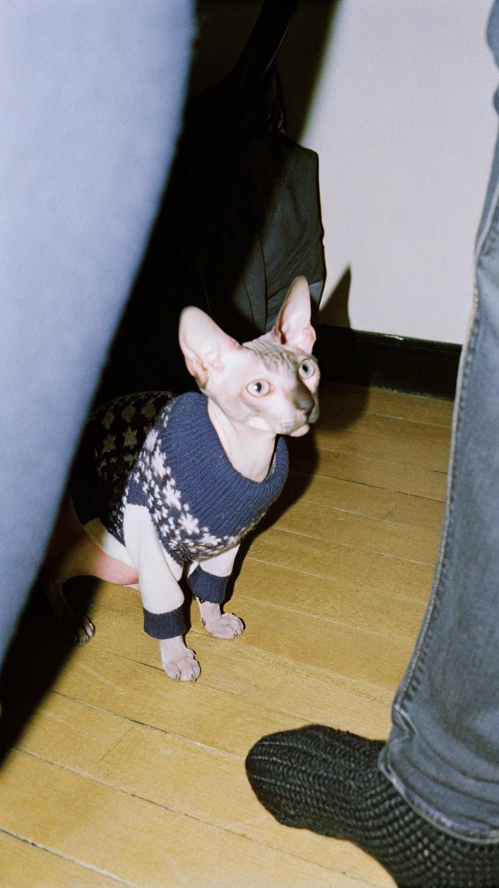 **Caption:** "Warm Winter Wardrobe: The Purr-fectly Cozy Sweater"

This dapper feline is proudly wearing its stylish blue knit sweater, a testament to its adventurous spirit and resourcefulness. Earning this cozy attire was no easy feat for the cat in question; it had to brave the harsh winter elements, venturing out into the snow-covered landscape in search of sustenance.

**Background:** In a remarkable display of determination and cunning, the cat successfully hunted down a plump mouse, expertly dispatching it with lightning speed. Having emerged victorious from this cold-blooded encounter, the feline proudly returned to its warm den, where it was met with admiration and gratitude by its human family. As a reward for its bravery and prowess as a hunter, the cat was presented with a snug blue sweater, a symbol of its status as a true winter warrior.